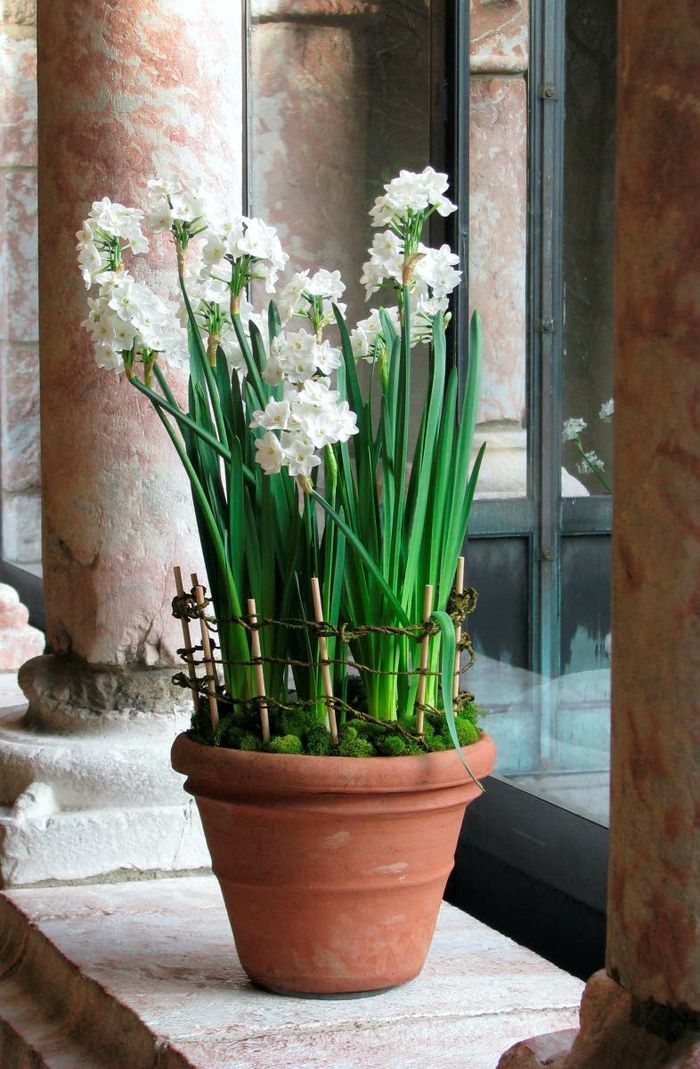 Force bulbs to bring spring indoors early