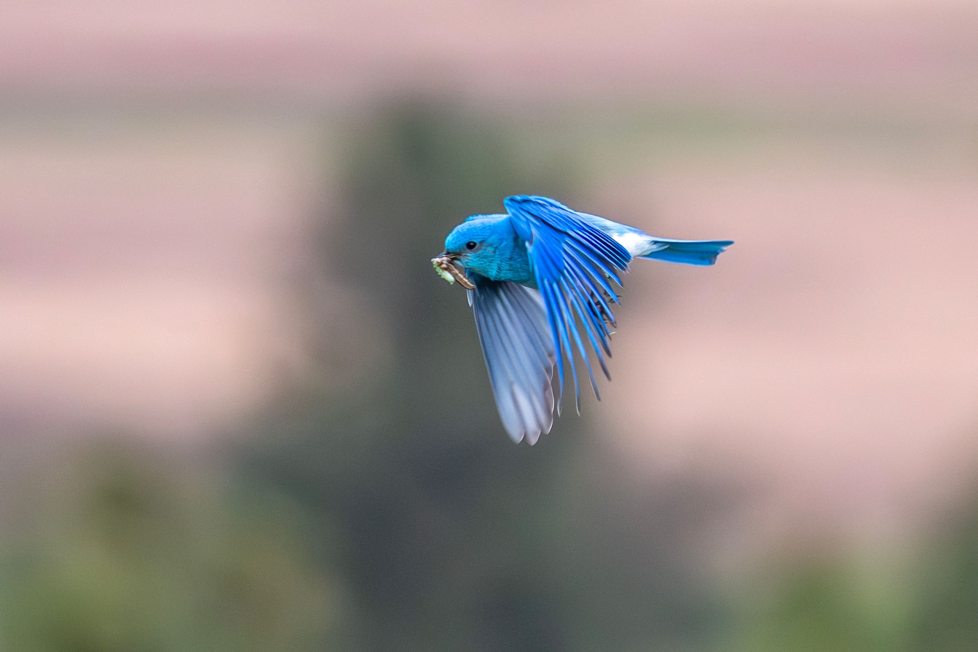 A bluebird flies across the grasslands Wednesday south of Cloverland.