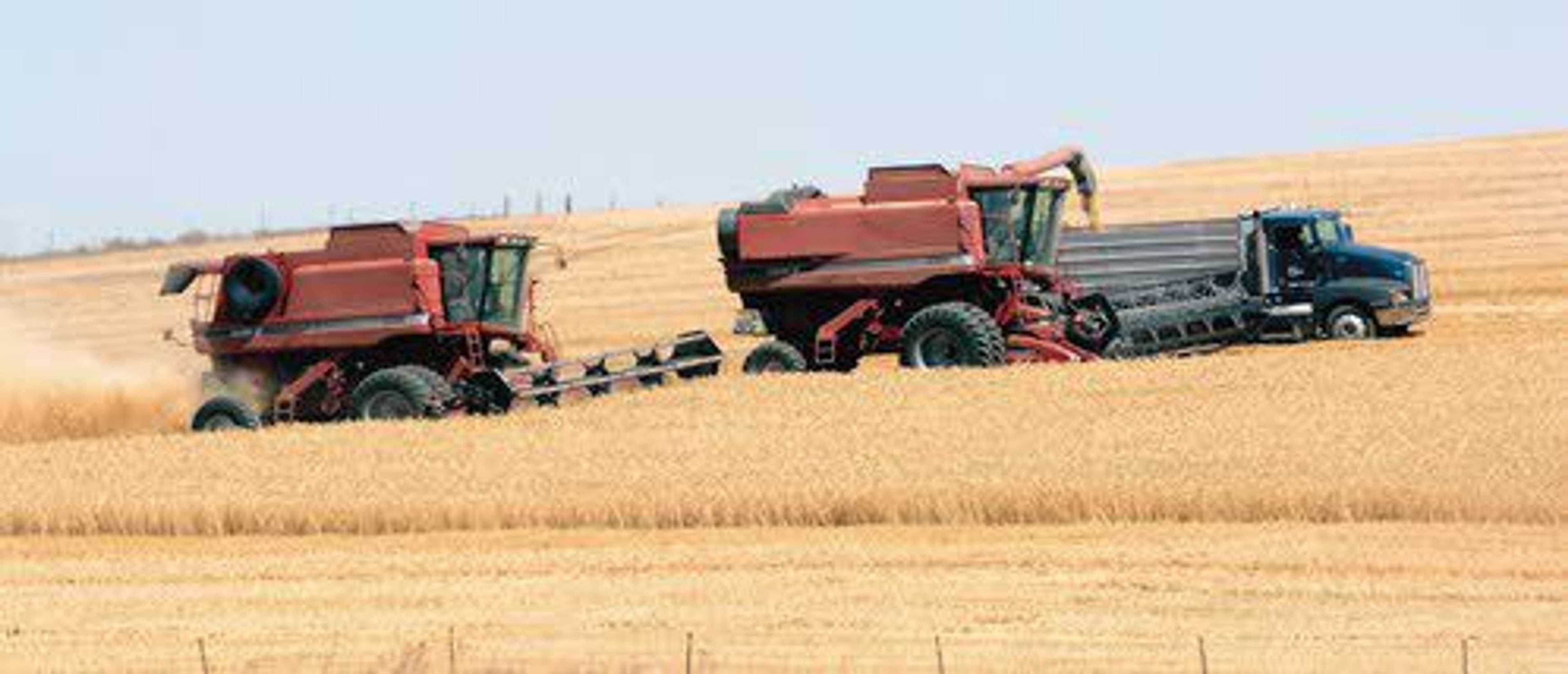 Wheat harvest is ongoing on the Palouse as growers fret degradation of starch in the kernels that lowers the quality of the product. While growers are seeing higher yields, the lesser quality is bringing lower prices.