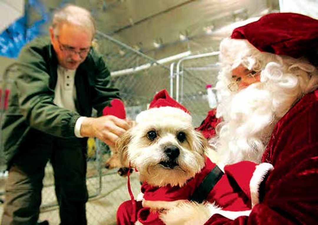 TriCity residents dress up their dogs for Pet Over Population Prevent...