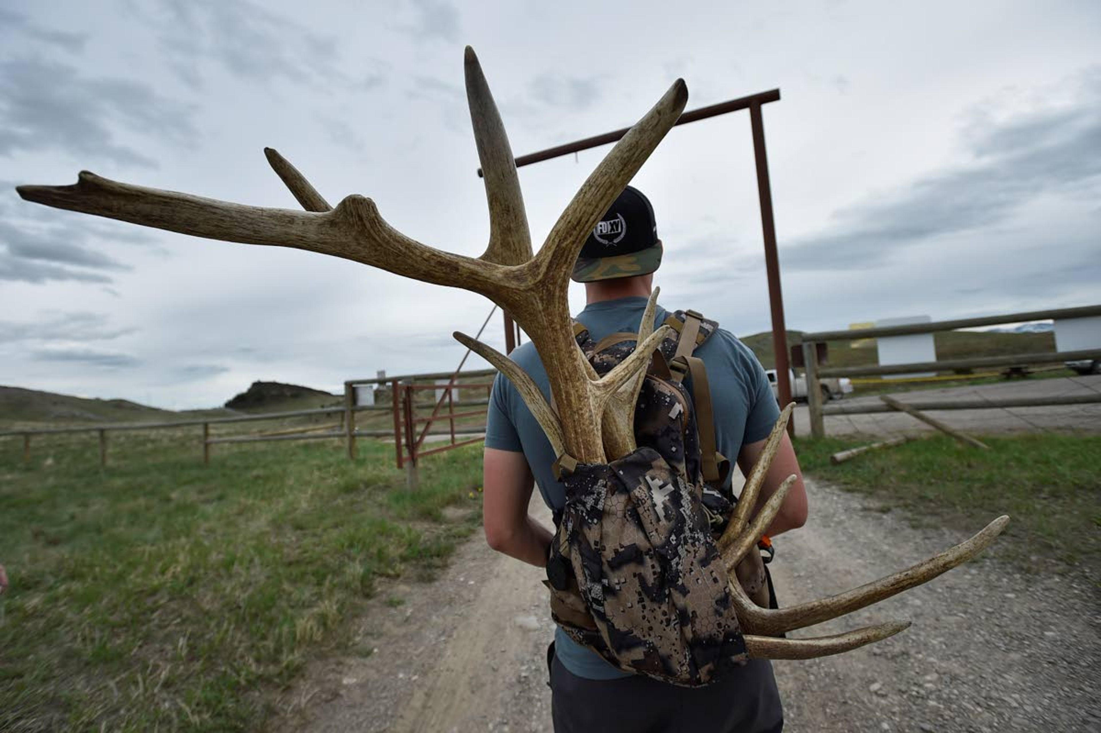 In this Wednesday, May 15, 2019 photo, a man carries shed antlers in a backpack at the Sun River Wildlife Management Area in Montana. (Thom Bridge/Independent Record via AP)