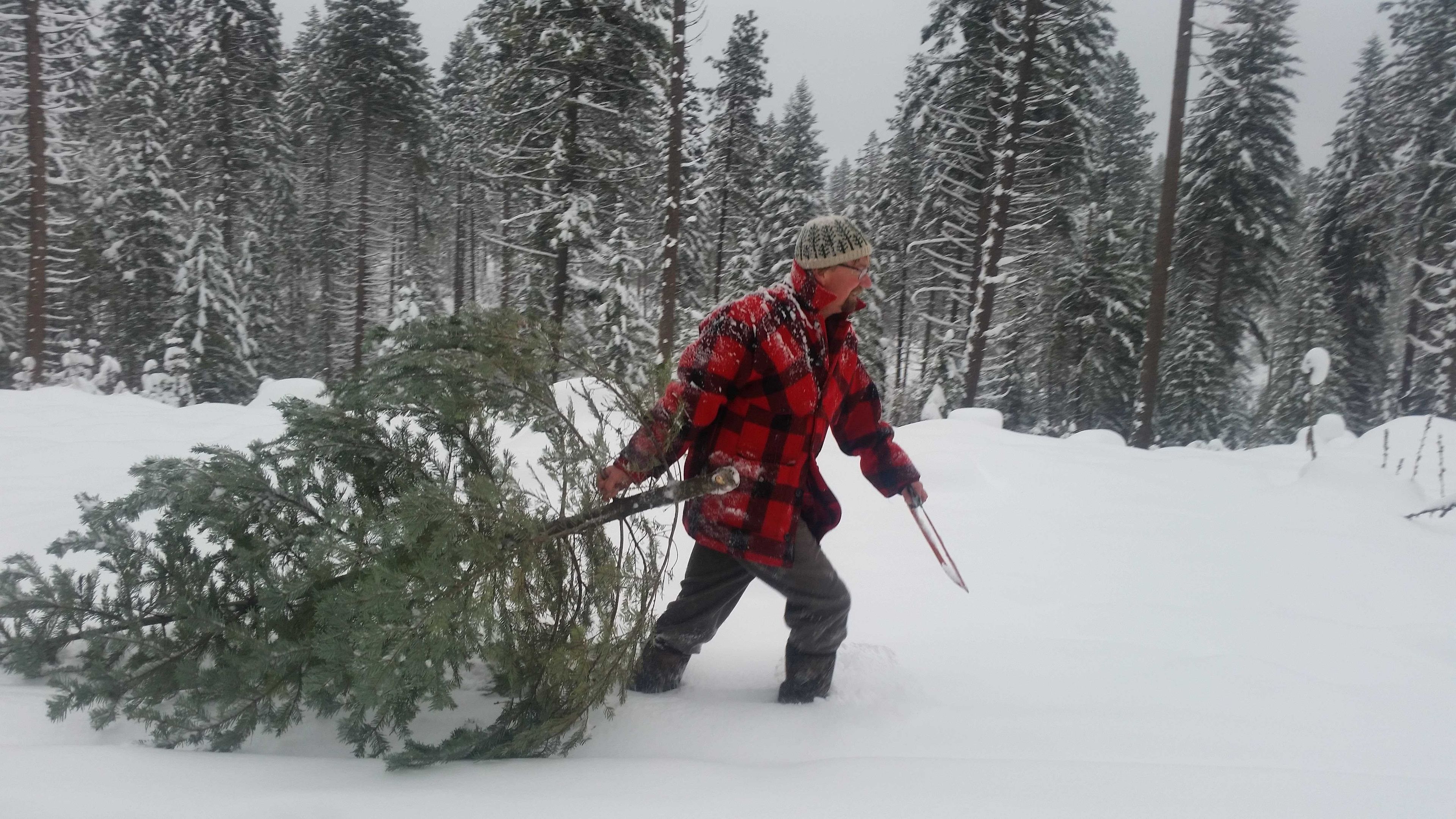 Commentary: Save money, have a blast, cut your own tree