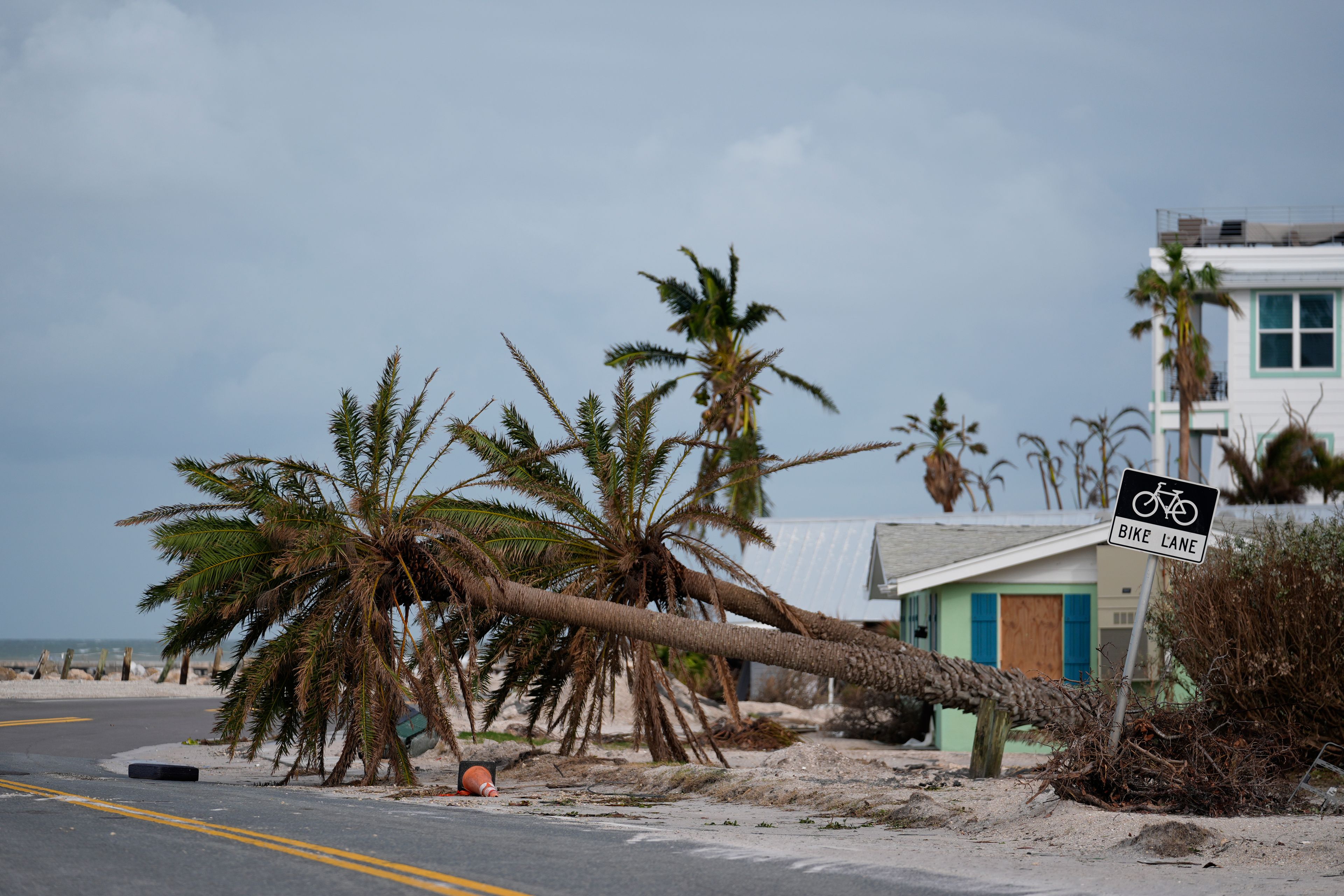 Toppled palm trees lie along the road after the passage of Hurricane Milton in Bradenton Beach on Anna Maria Island, Fla., Thursday, Oct. 10, 2024. (AP Photo/Rebecca Blackwell)