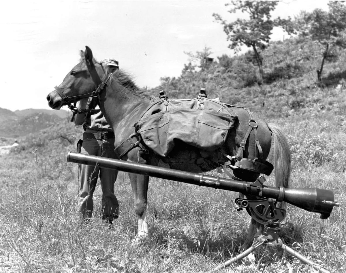 On this Memorial Day, let's all remember Sgt. Reckless