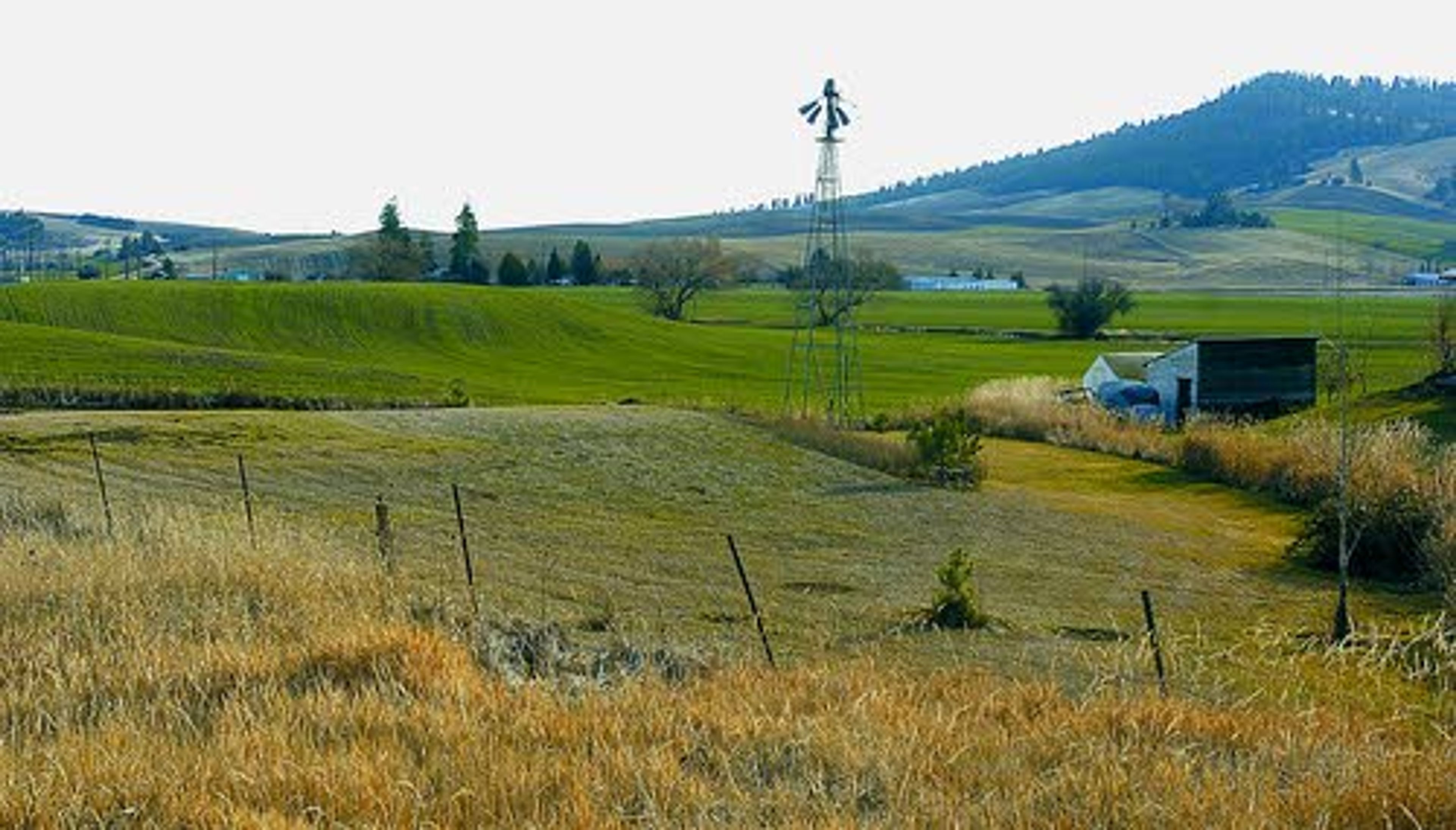 Tribune/Steve HanksThe last known location of Gayla Schaper was near this pasture along State Highway 8 and Lenville Road near Moscow.