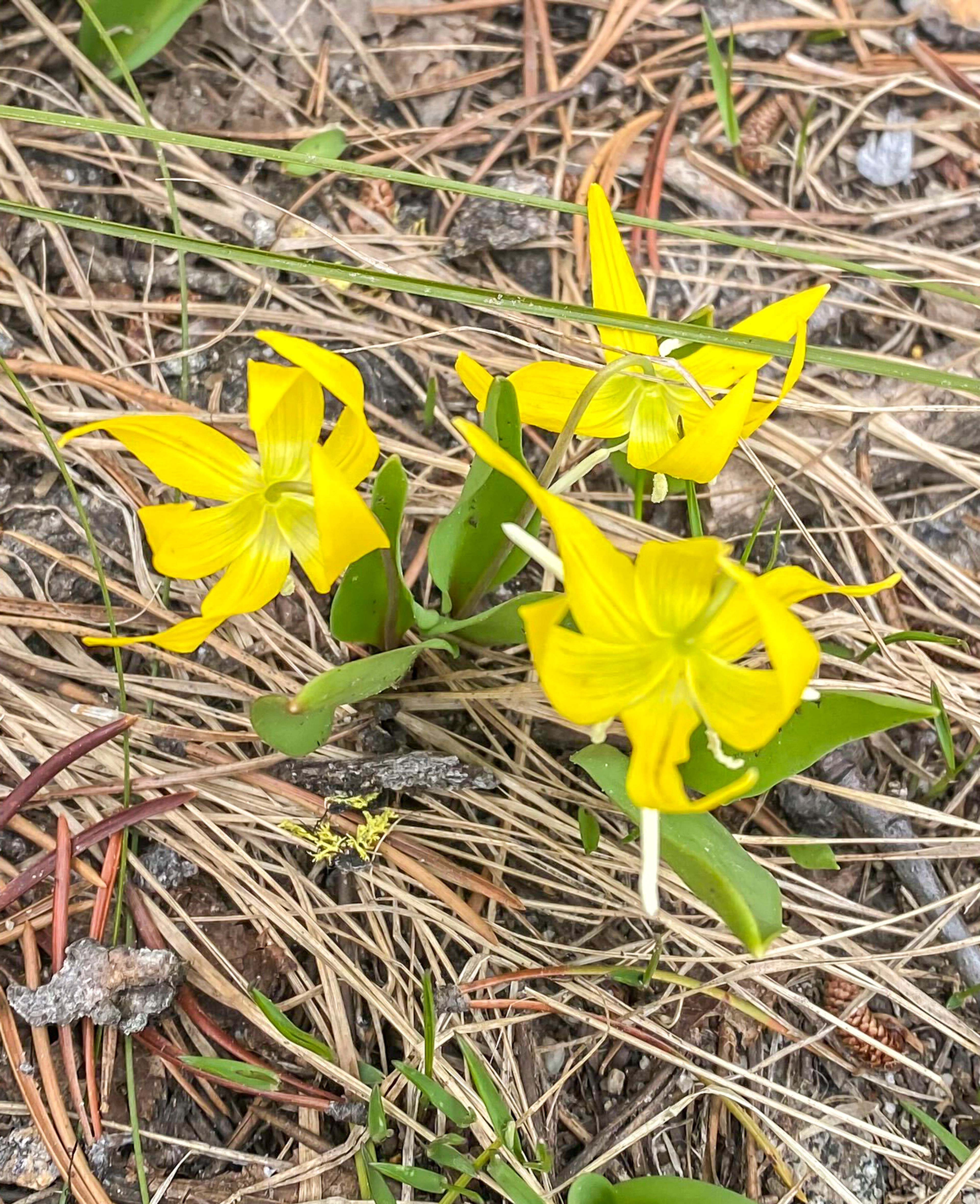 Yellow Avalanche Lilly.