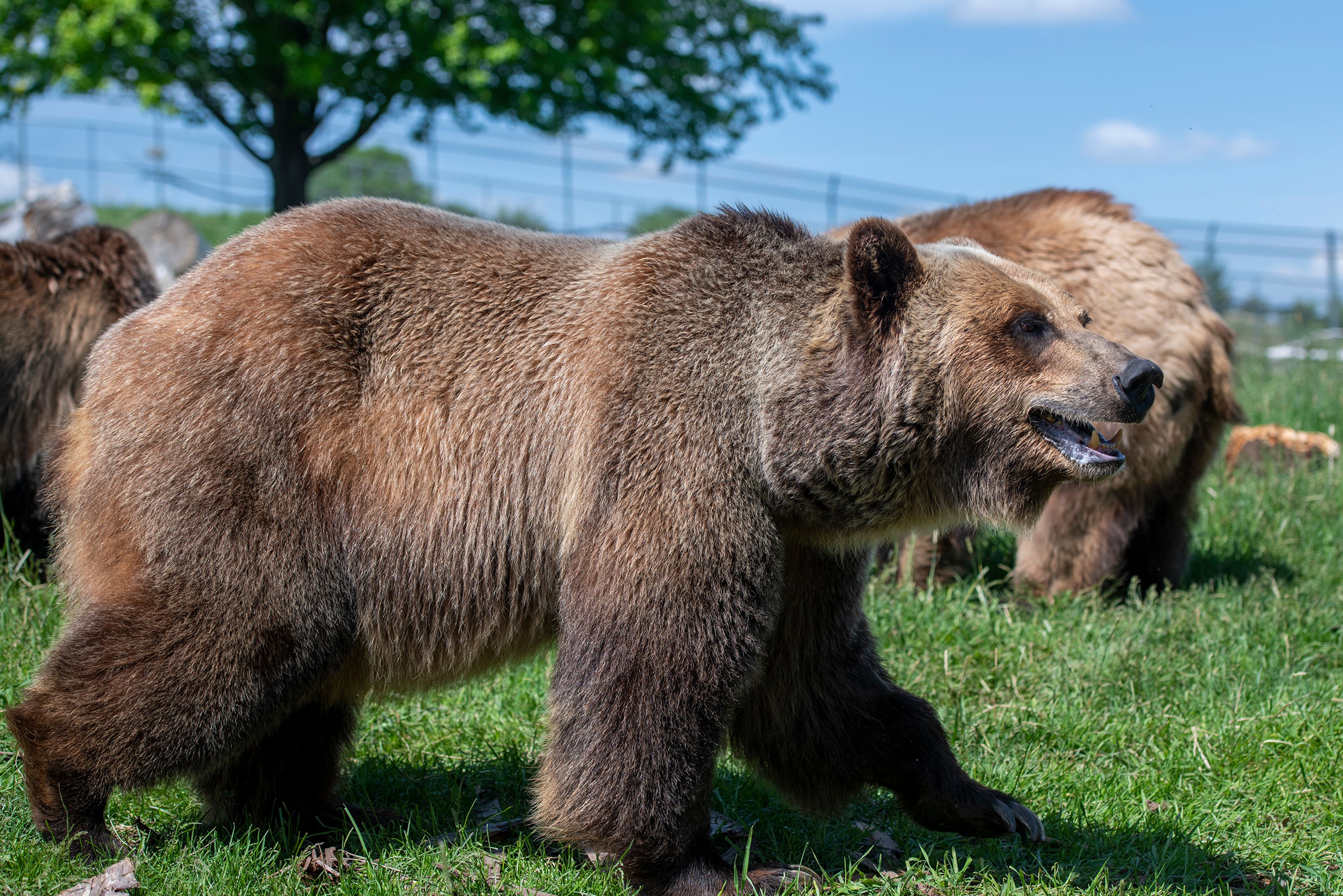 A grizzly bear smiles on a sunny afternoon at the Washington State University Bear Center in Pullman.