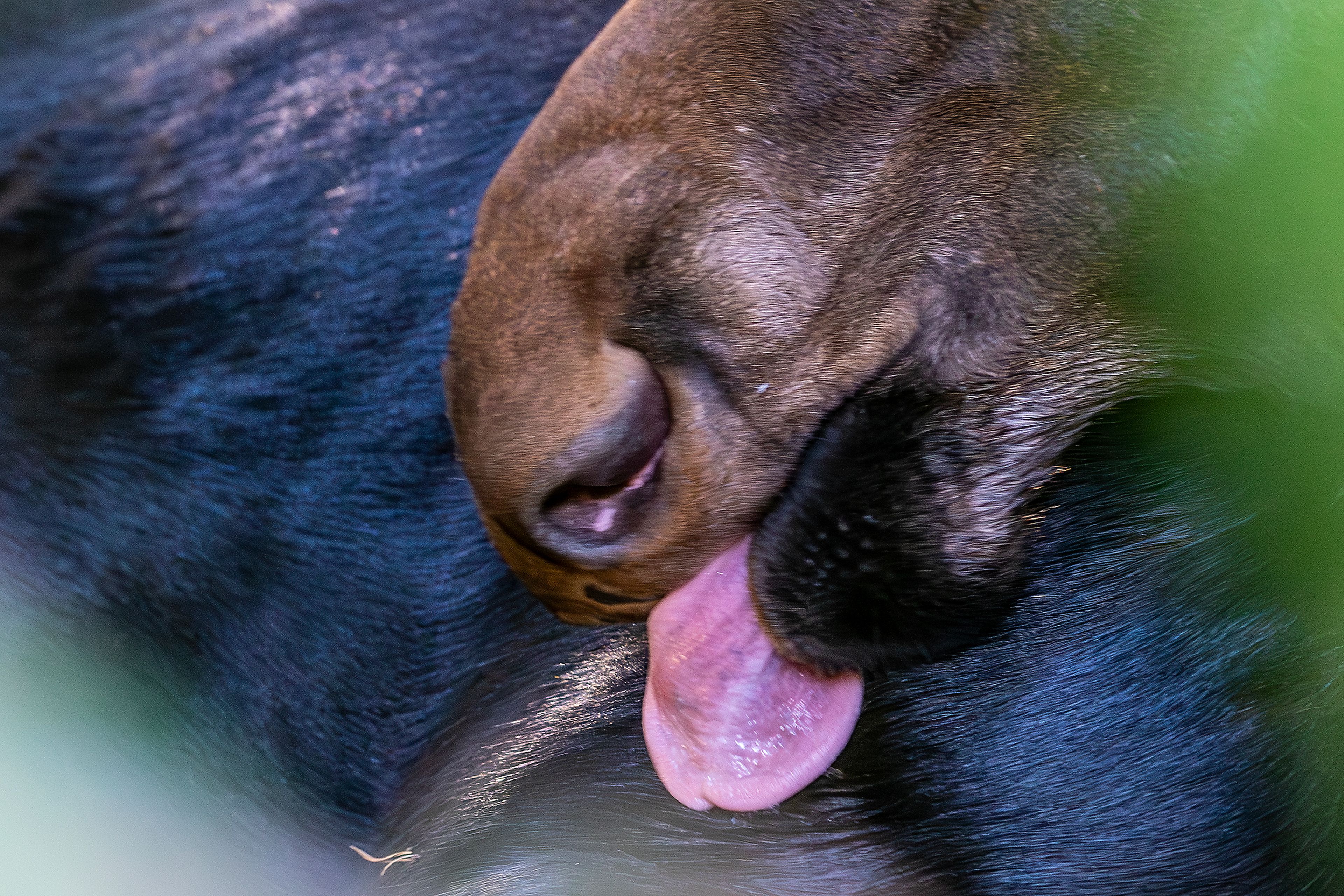 A moose licks itself at the Arboretum & Botanical Garden Tuesday in Moscow.,