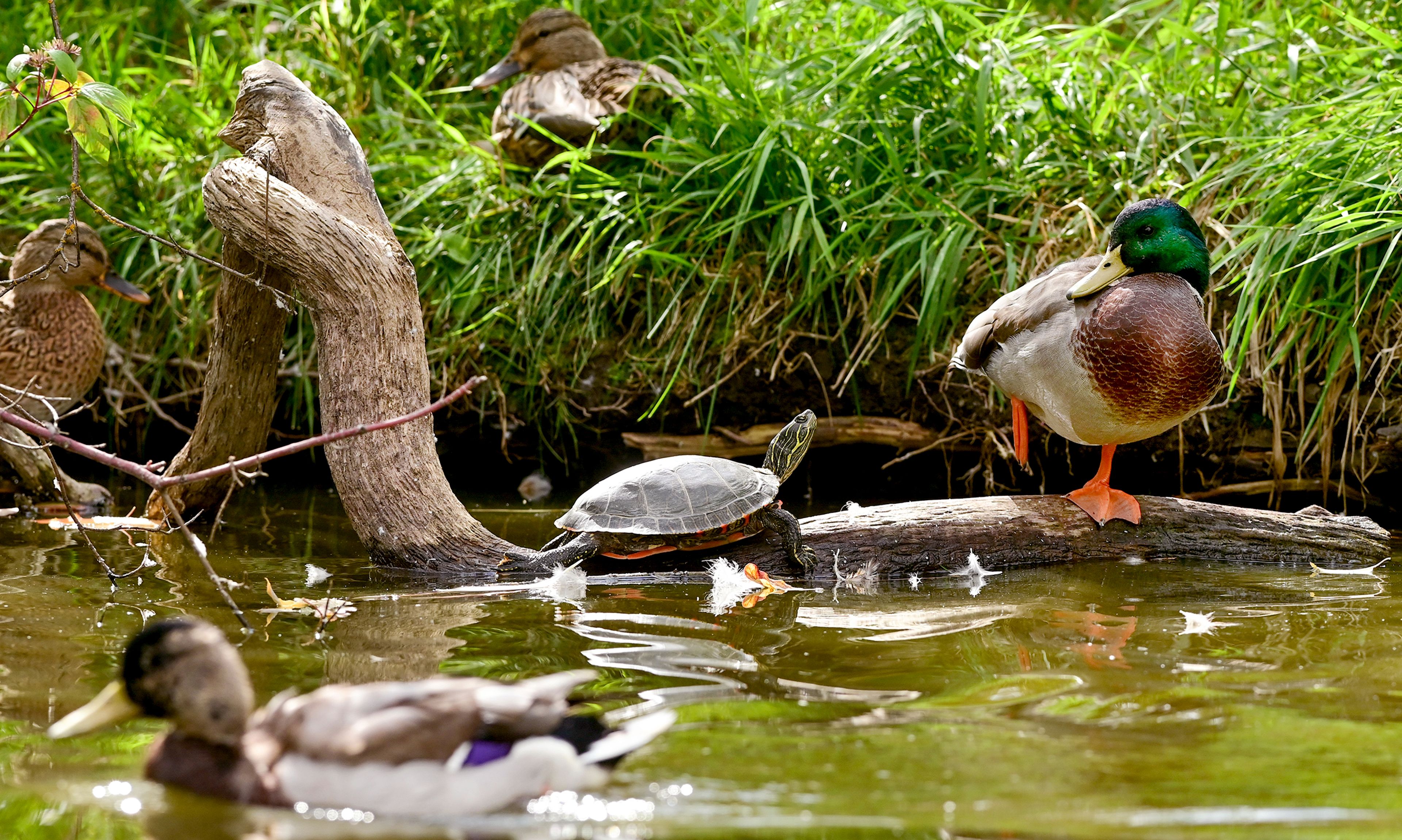 A turtle and a duck share a log as they rest in the sunlight Wednesday at Sunnyside Park in Pullman.,