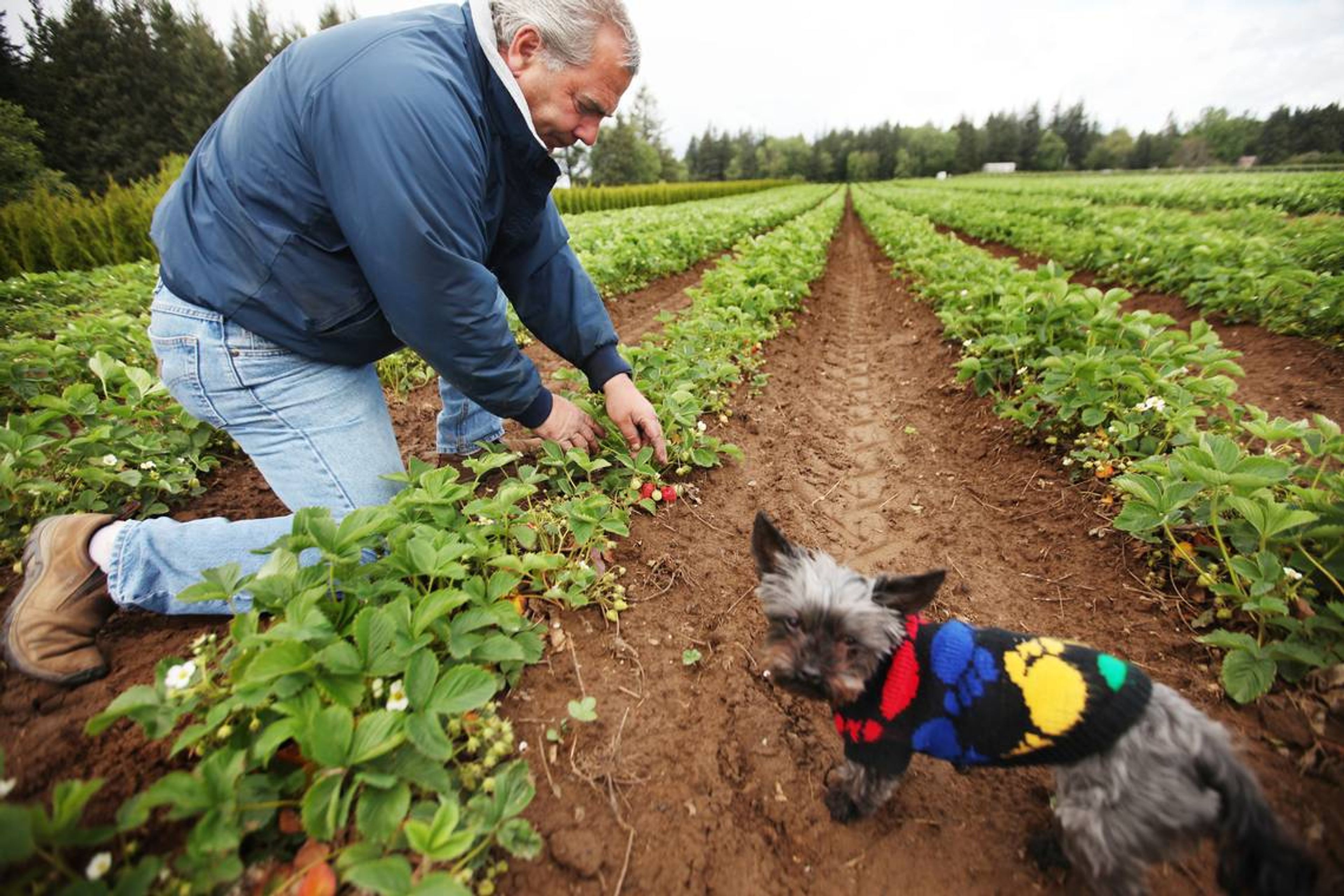 Popular Whatcom County family farm to close next fall after 65 years in business