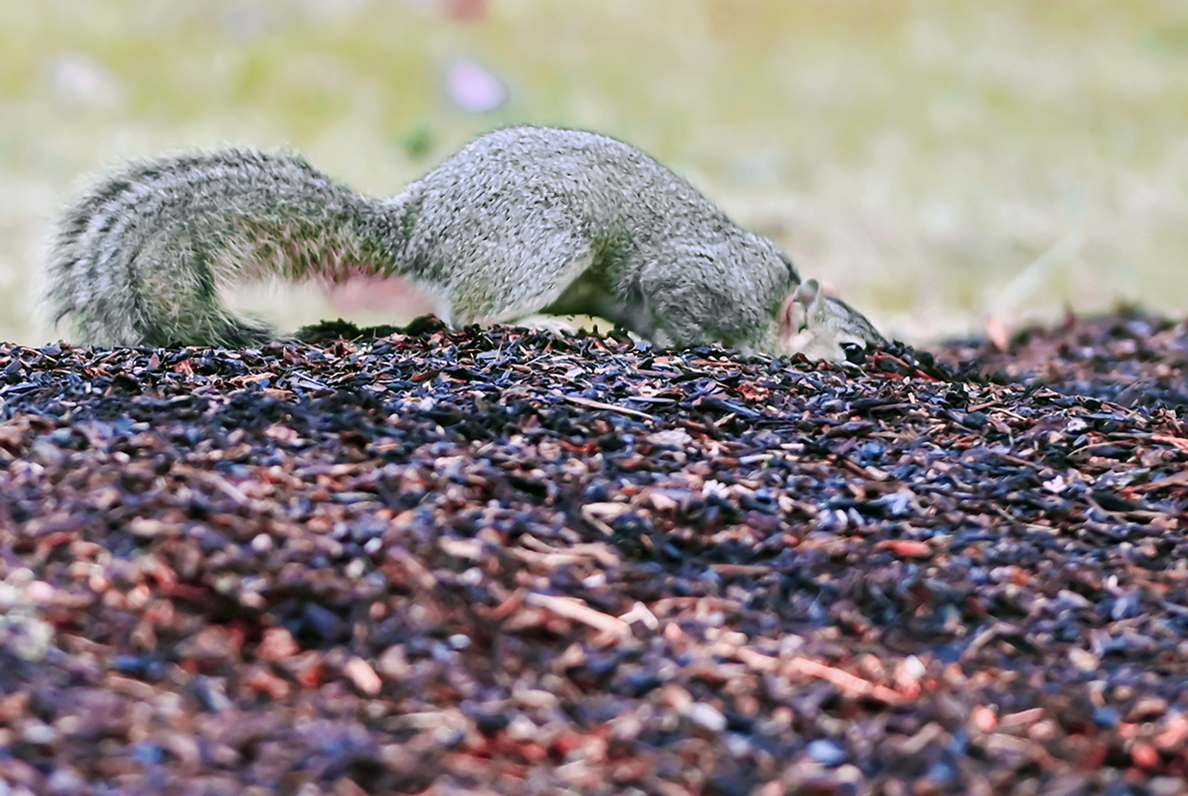 
A squirrel digs through mulch in search of food Thursday at the Lawson Gardens in Pullman.