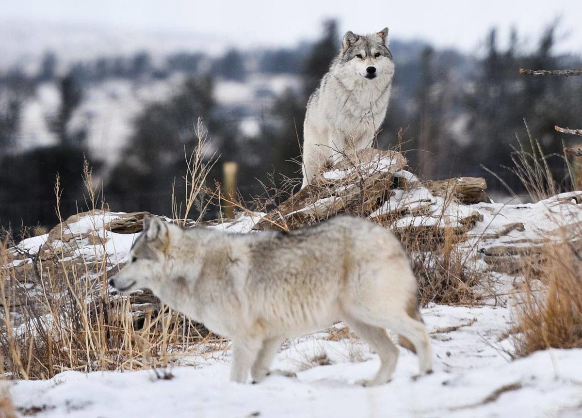 The last of the ‘pure wolves’?