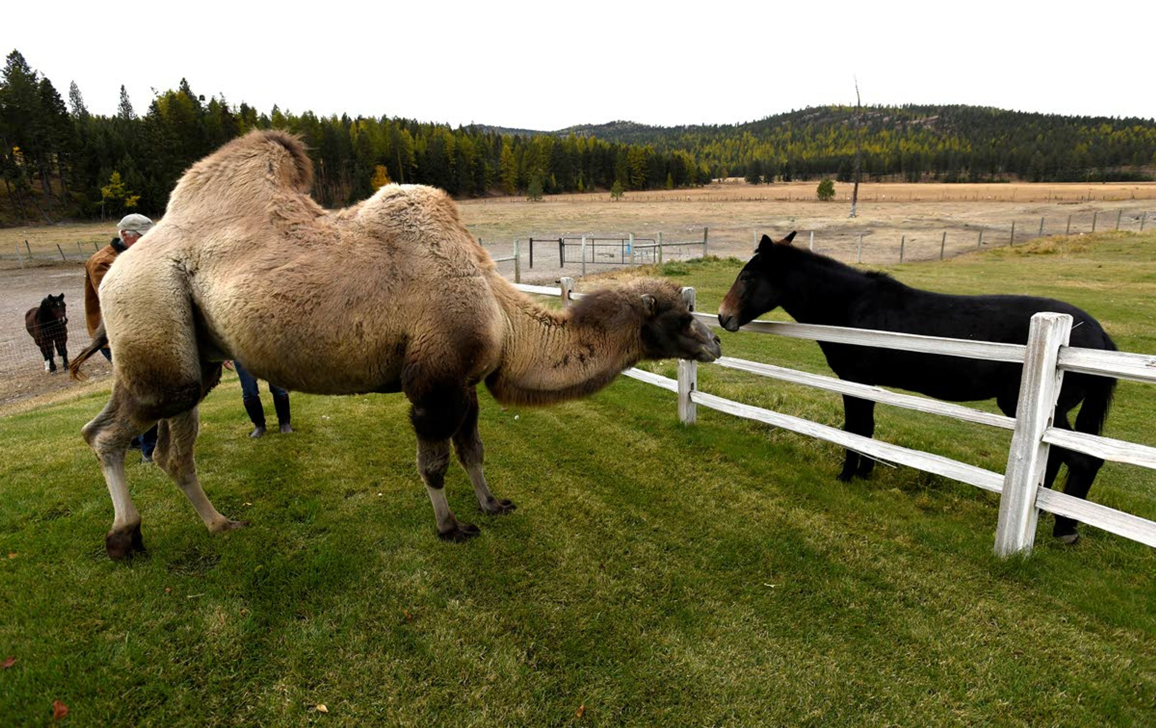 Carlos and one of the ranch’s mules greet each other over a fence at the Spring Brook Ranch Oct. 10 in Kalispell, Mont.