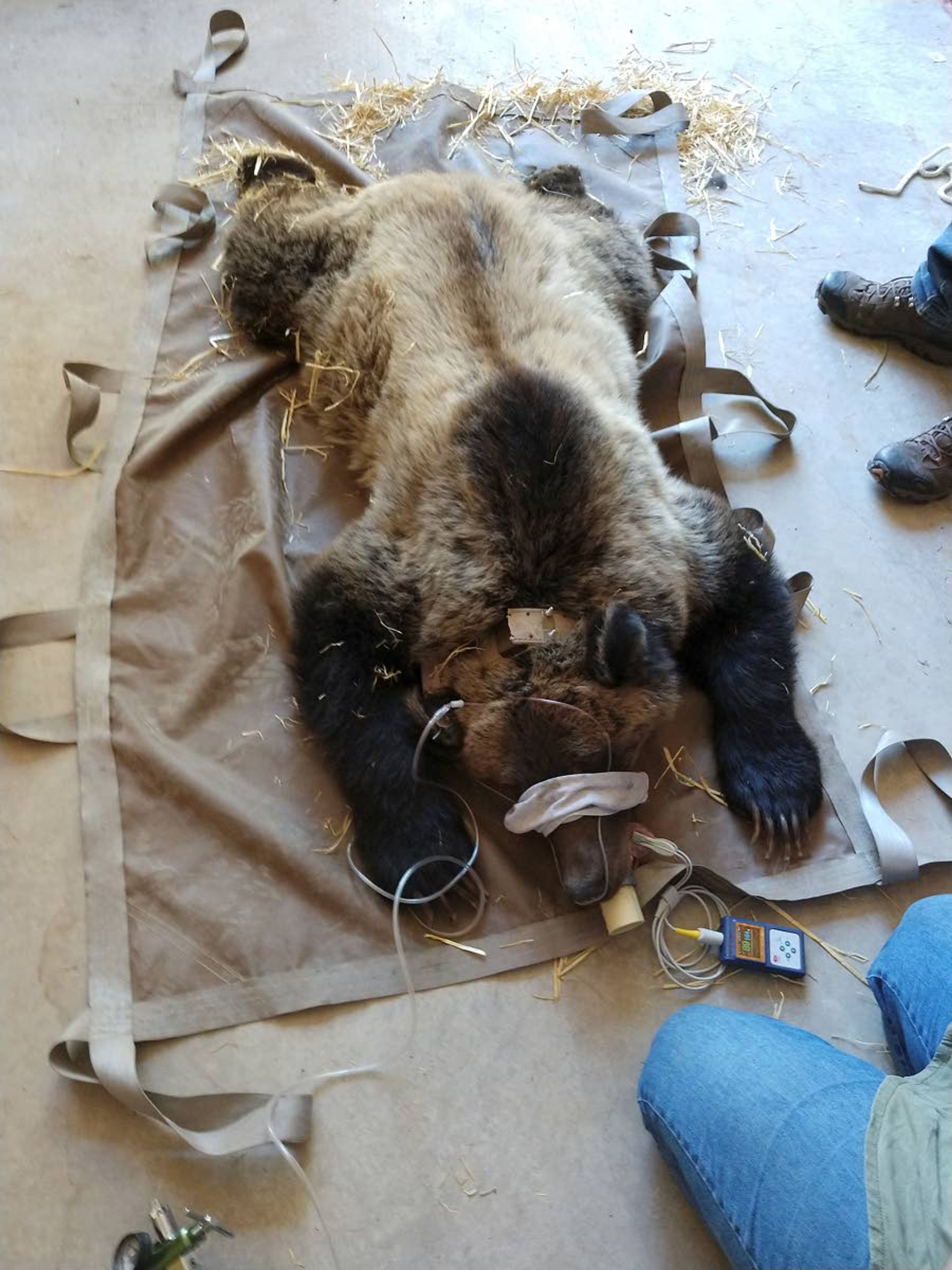 This picture shows a male grizzly bear after it was trapped south of the Clark Fork River in Idaho last fall. This same bear made its way to the Selway-Bitterroot Wilderness Area.