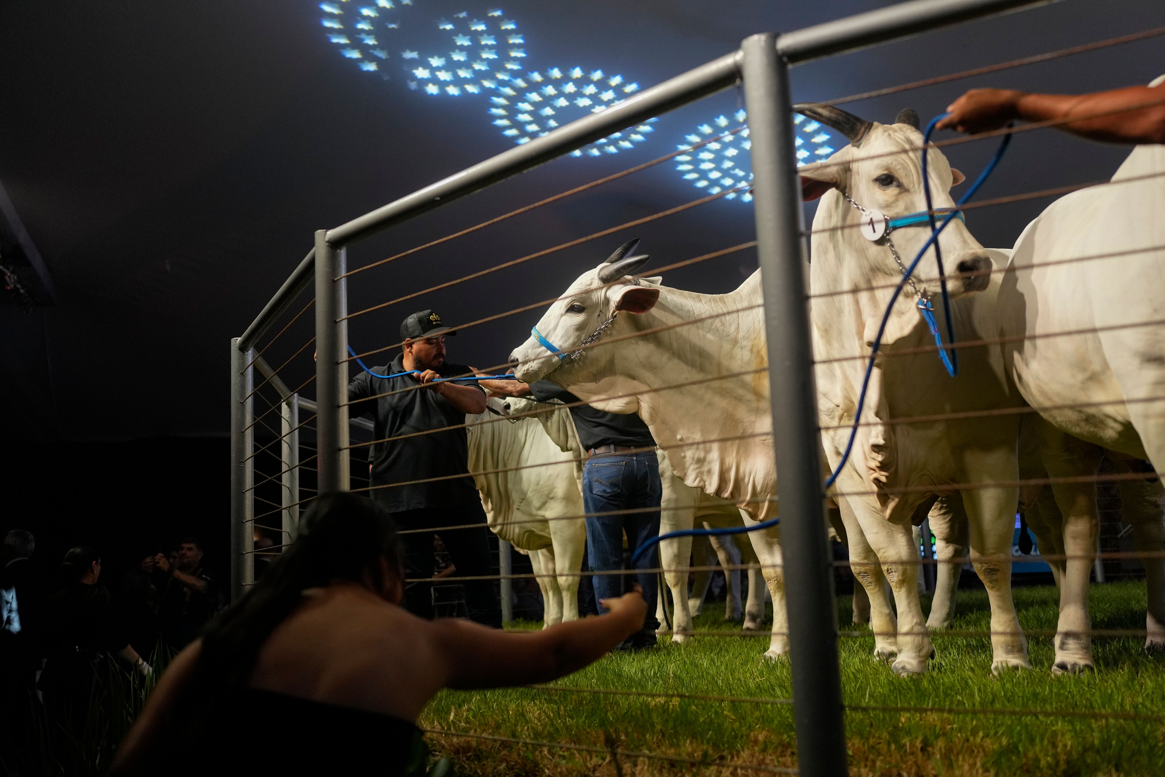 A Nelore cow named Donna, wearing a number 1 tag, right, and three of her clones are sold at the Elo de Raça auction on the sidelines of the ExpoZebu fair in Uberaba, Minas Gerais state, Brazil, Sunday, April 28, 2024. The Elo de Raça is one of the country’s most prestigious auctions and Donna's sale price put her total value at 15.5 million reais