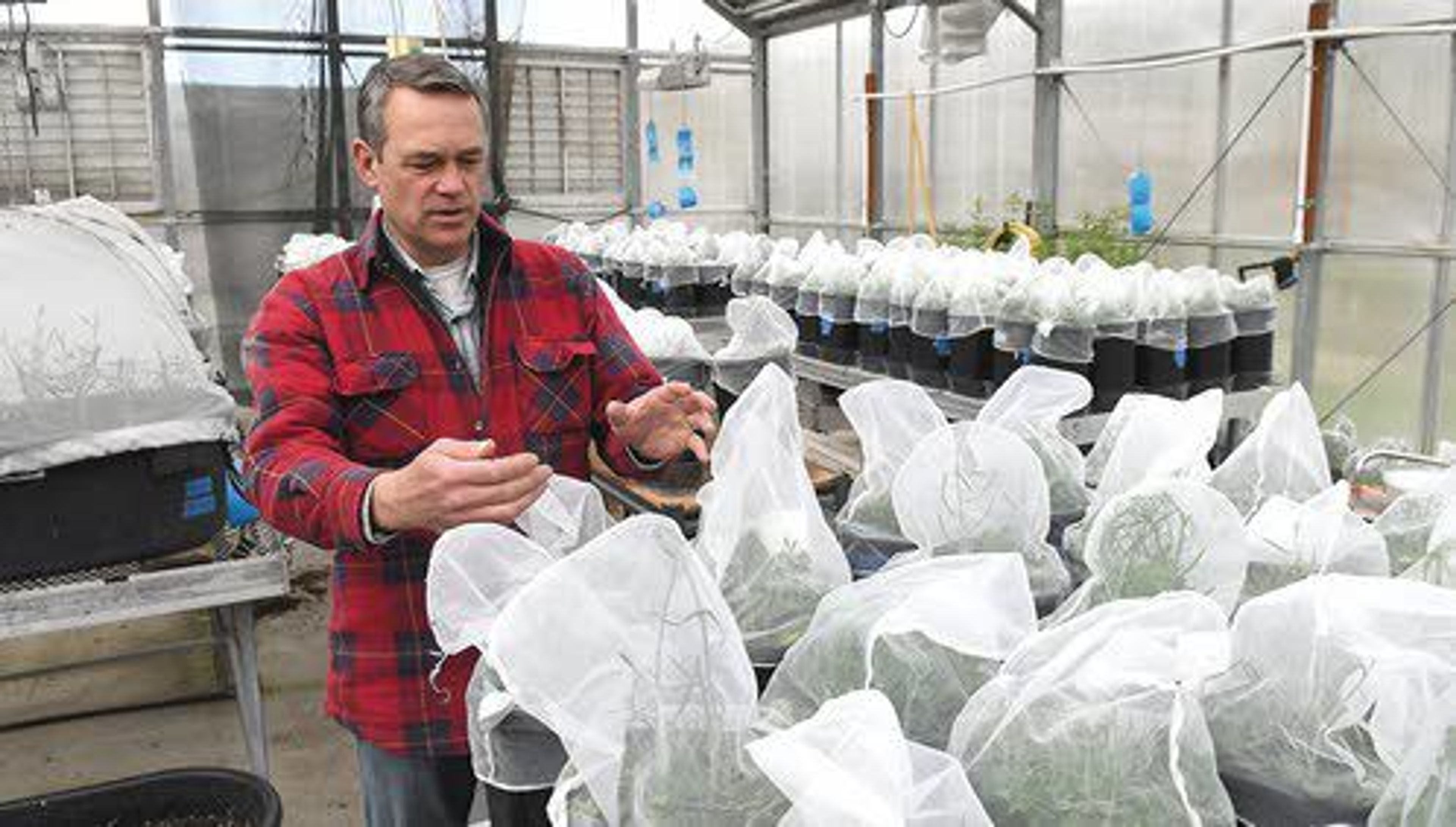 Paul Brusven, coordinator at the Nez Perce Bio-Control Center, explains how weevils that feed on purple loosestrife plants are bred at the center in Lapwai.