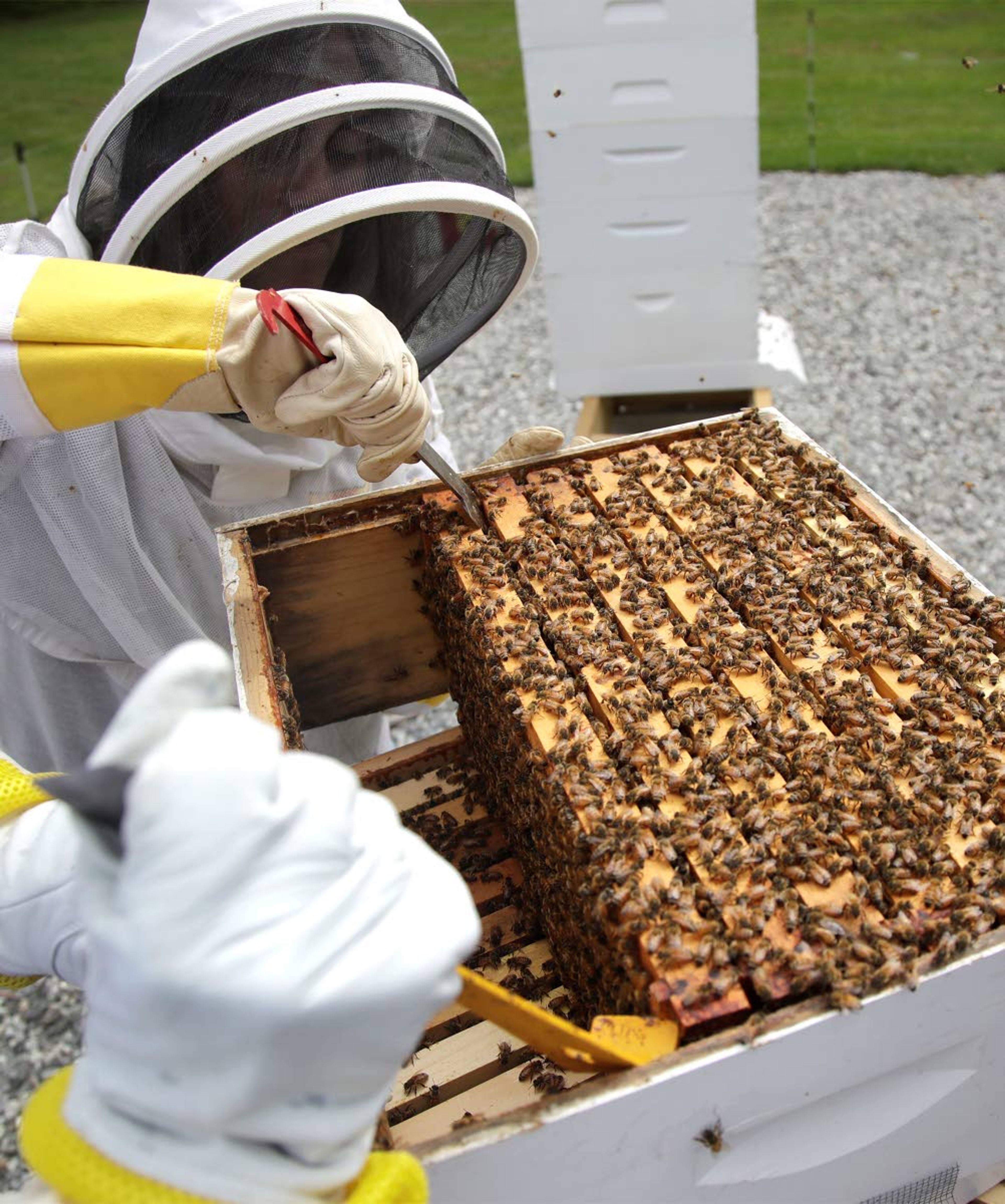 In this Aug. 7, 2019 photo, U.S. Army veteran Wendi Zimmermann uses a tool to slide up a frame of bees to check them for disease and food supply at the Veterans Affairs' beehive in Manchester, N.H. Veterans in programs like the one at the Manchester VA Medical Center in New Hampshire insist that beekeeping helps them focus, relax and become more productive. (AP Photo/Elise Amendola)