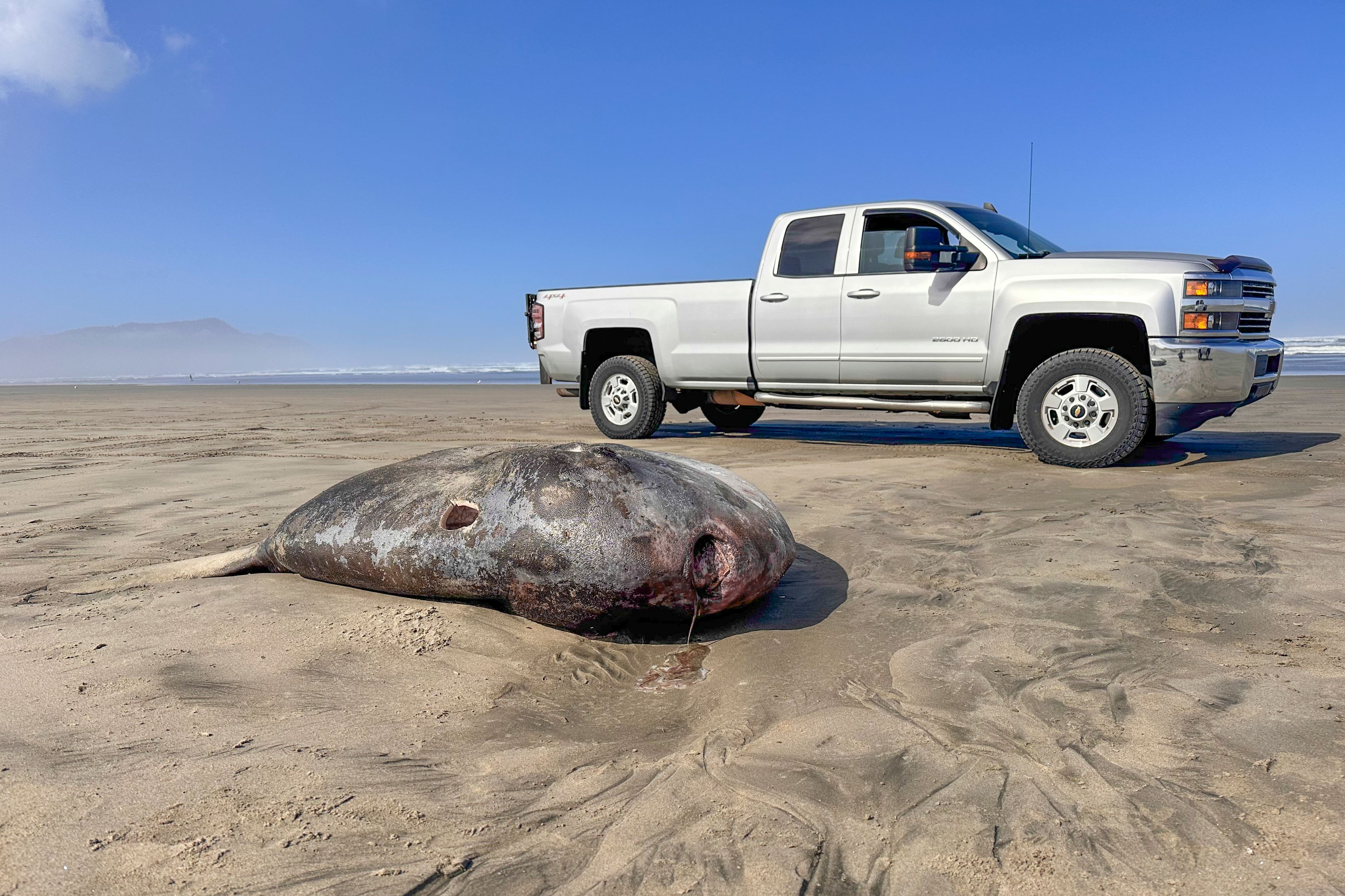 This image provided by Seaside Aquarium shows a hoodwinker sunfish that washed ashore on June 3, 2024, on a beach in Gearhart, Ore.