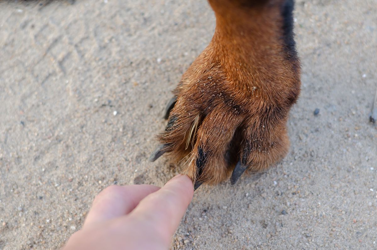 Don't be complacent about awns when your pets are outdoors