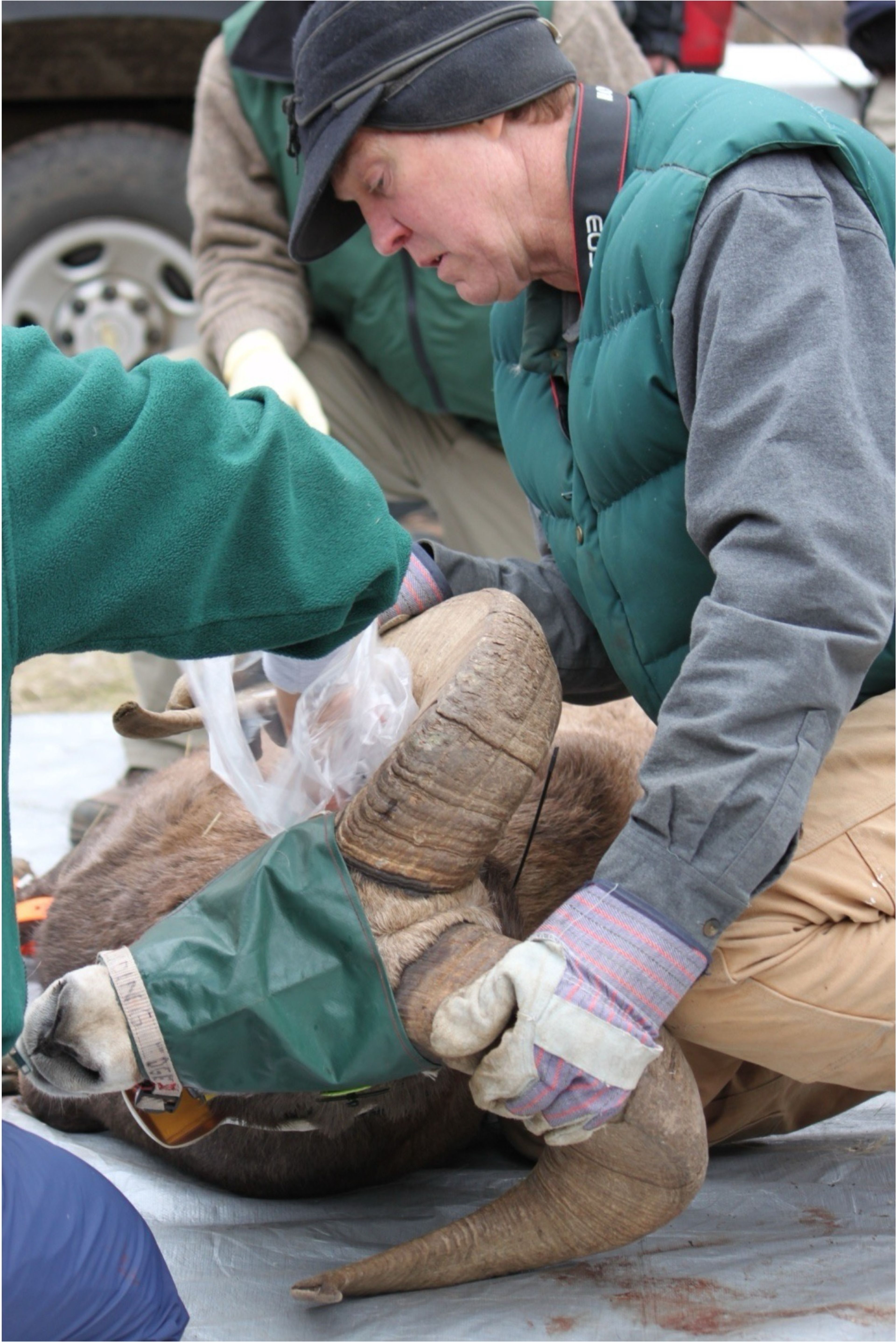 COMMENTARY: Reflections on bighorn and domestic sheep in Hells Canyon