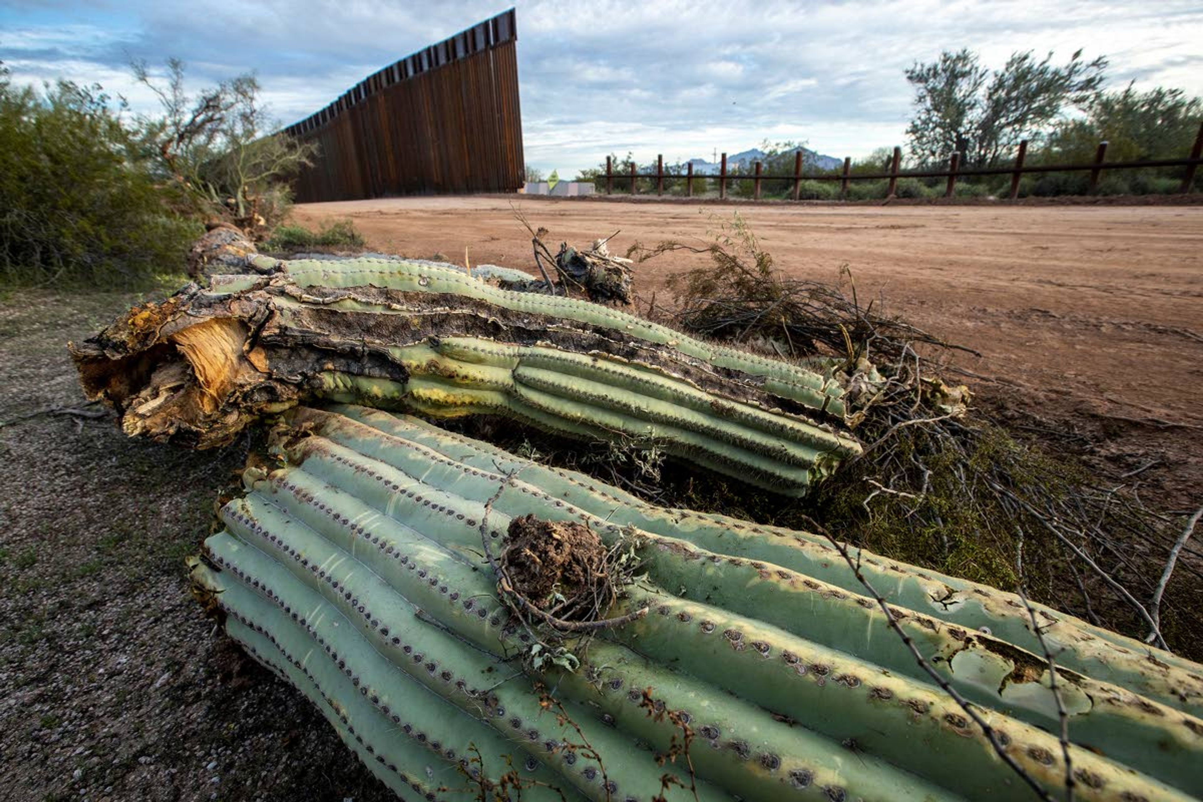 A saguaro cactus lays on the ground after being uprooted the day before by construction crews making way for new border wall, on Puerto Blanco Drive in Organ Pipe Cactus National Monument on February 20, 2020.