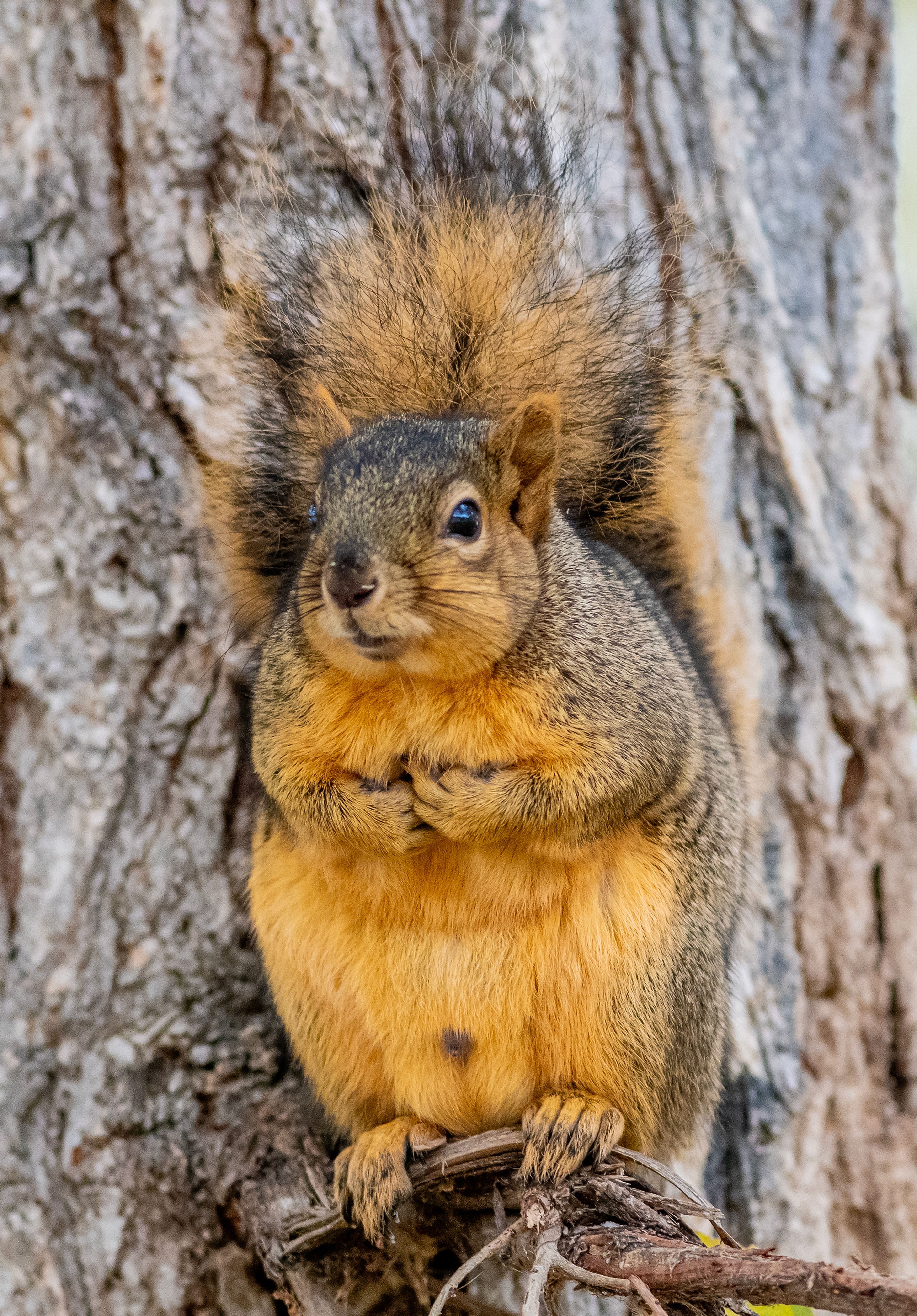 

A squirrel sits atop a small branch in a tree Wednesday near Chestnut Beach in Clarkston.