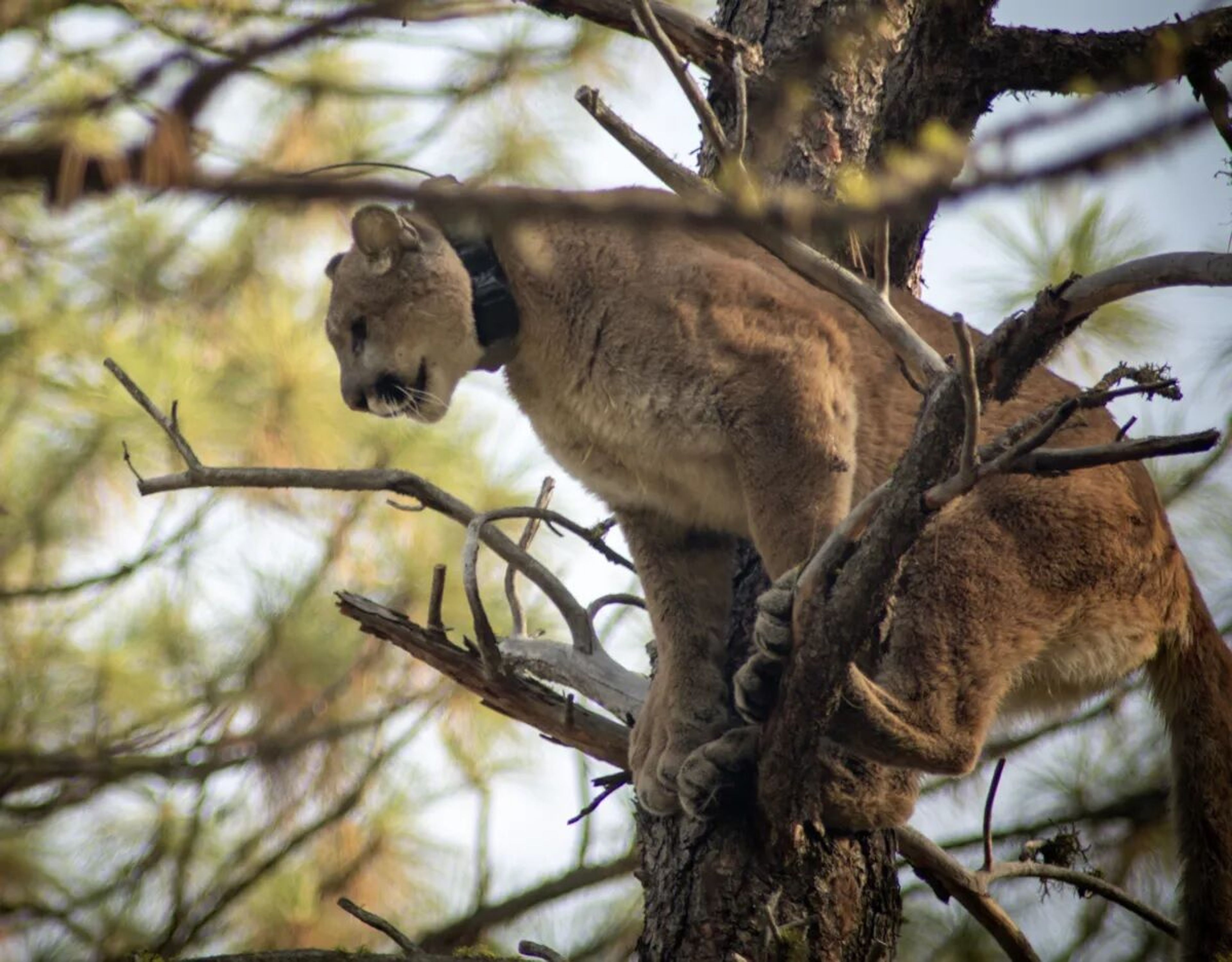 Cougar controversy