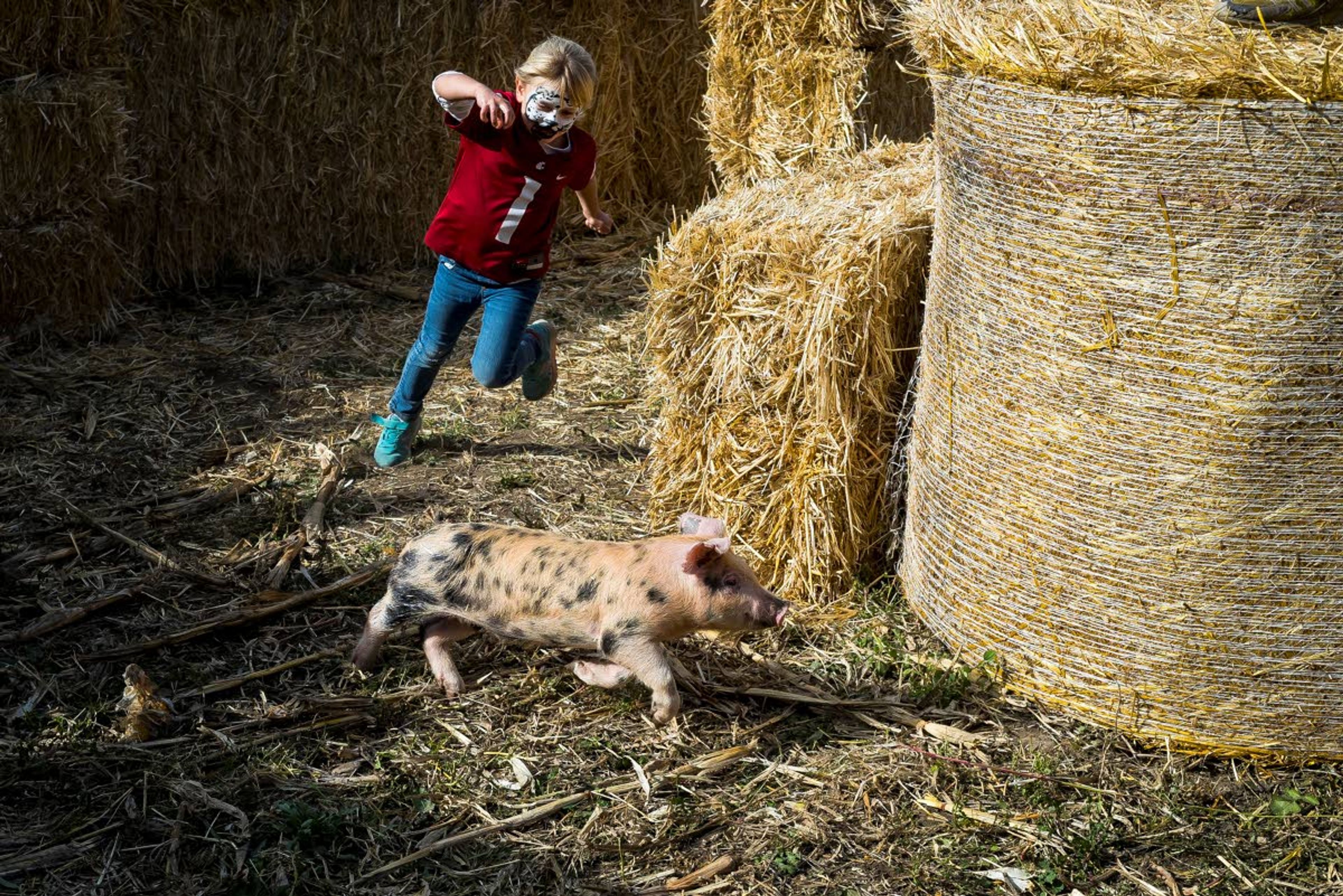 Hattie Eylar, 6, chases a greased pig during the Harvest Festival at Wilson Banner Ranch on Saturday west of Clarkston. The annual event continues today and next weekend.