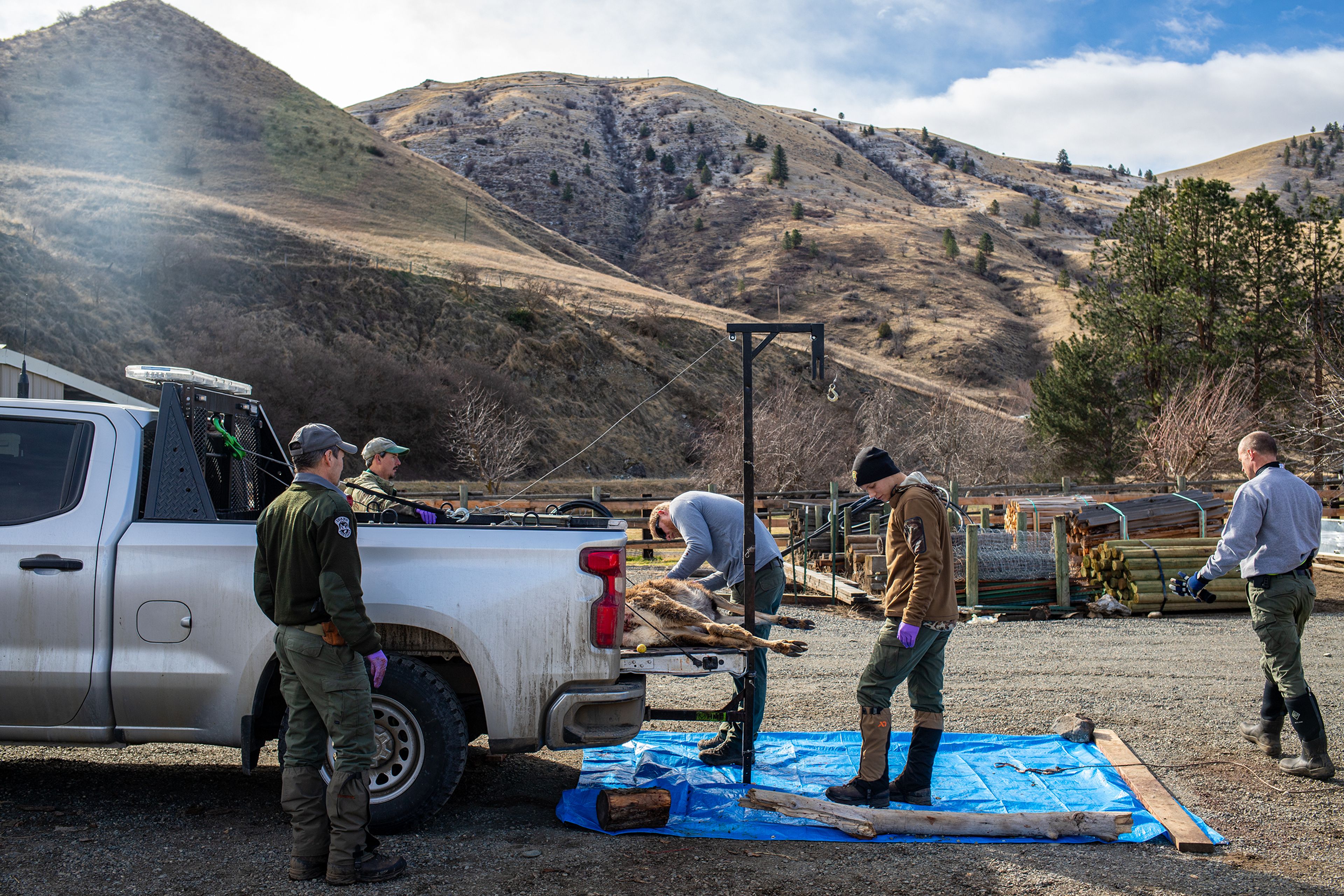 Idaho Fish and Game officials prepare a deer carcass to be skinned Monday at the US Slate Creek Ranger Station in White Bird.