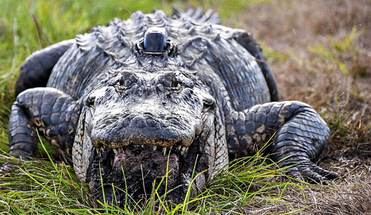 Alligators are wearing little ‘hats’ as part of habitat study