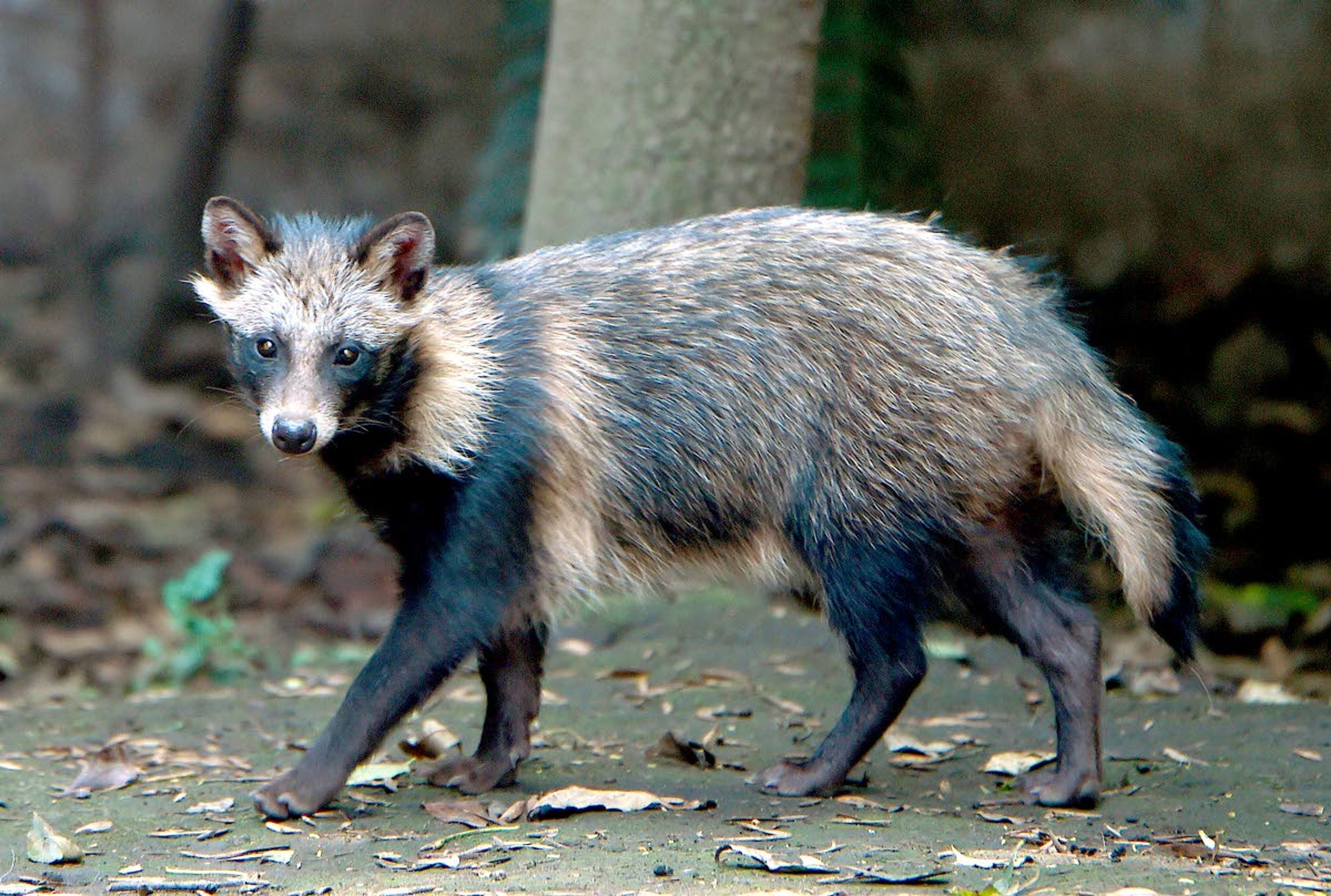 A raccoon dog, or tanuki (Nyctereutes procyonoides), is shown in 2015 at the Chapultpec Zoo in Mexico City.