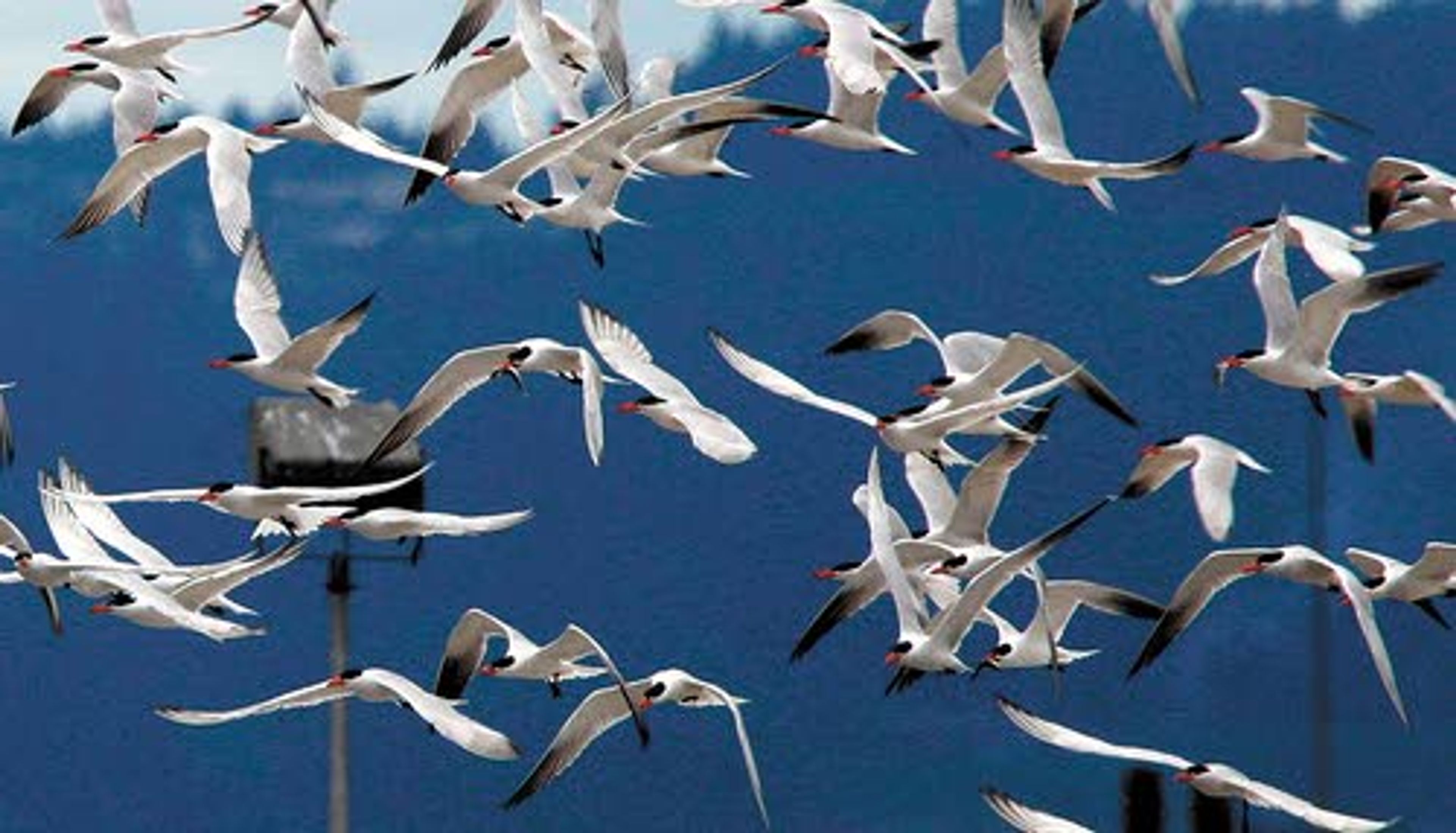 Birds make home in former paper mill
