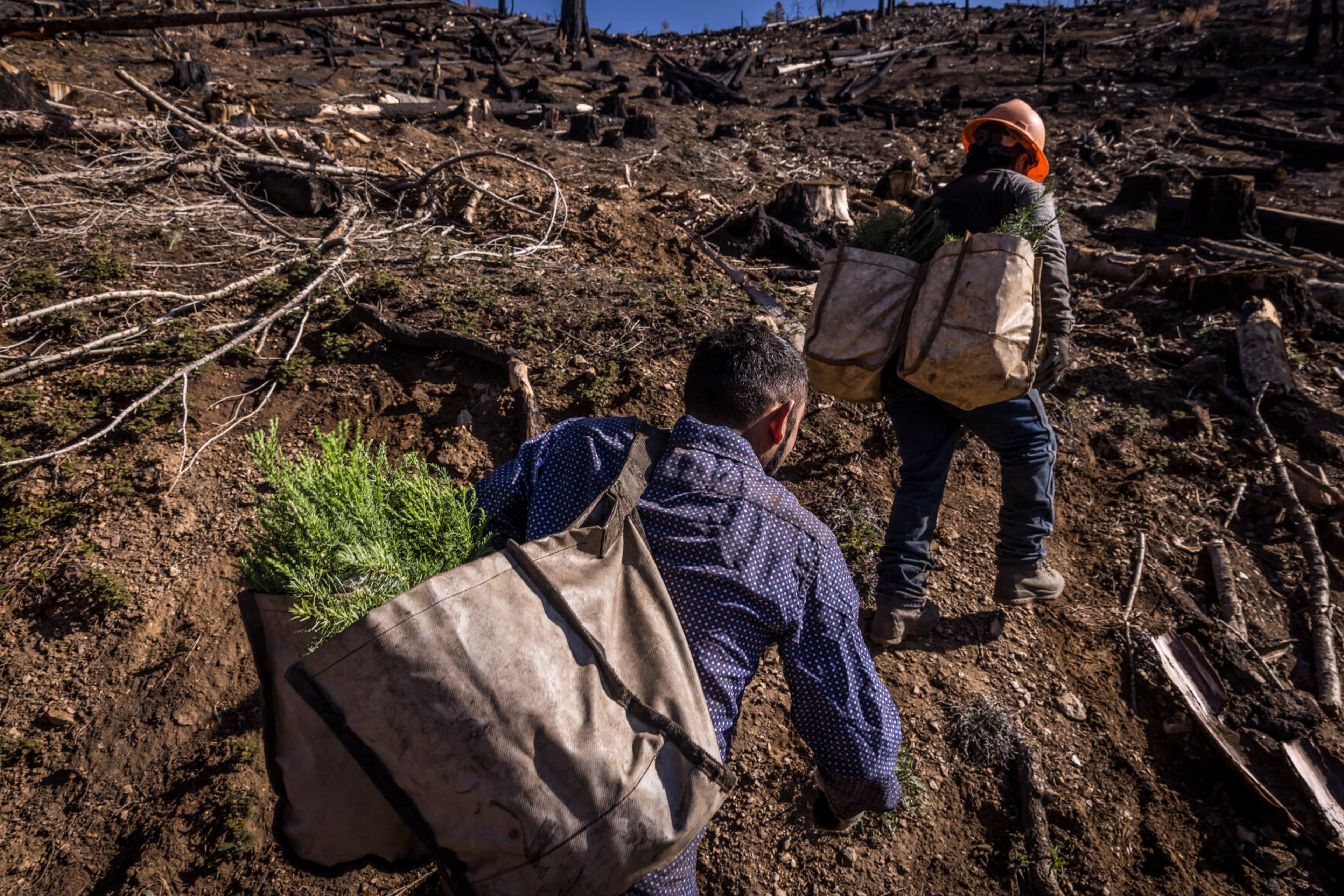 U.S. West to receive a billion new trees