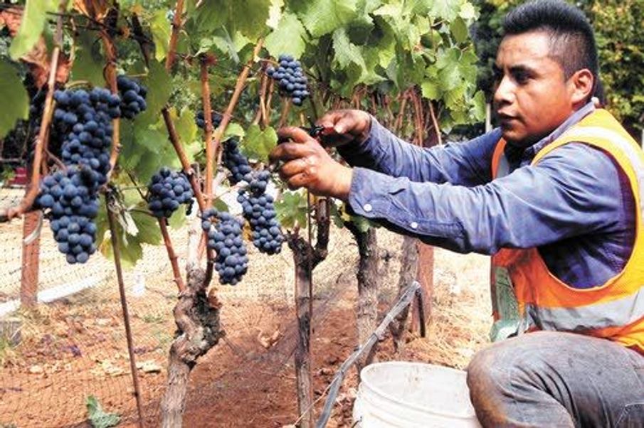 Oregon wine grapes are sitting pretty