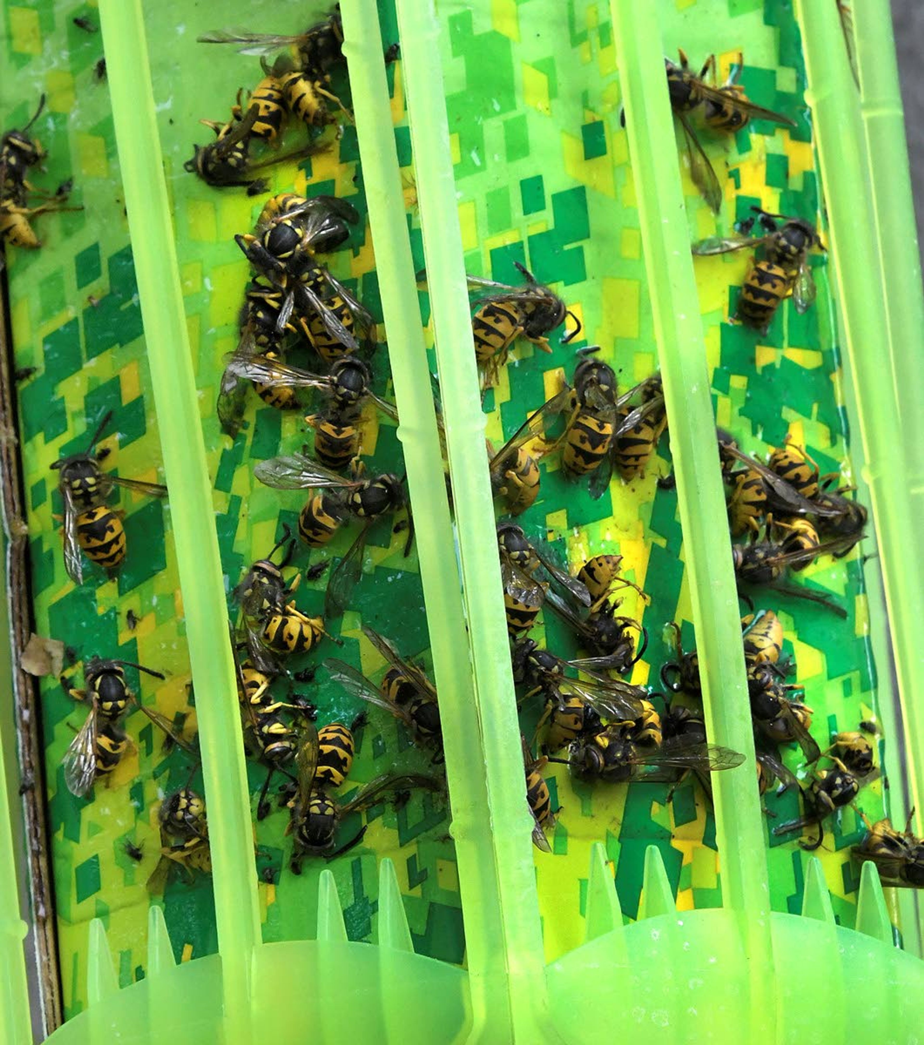 A chemical-loaded plastic trap can eliminate many yellow jackets and wasps.