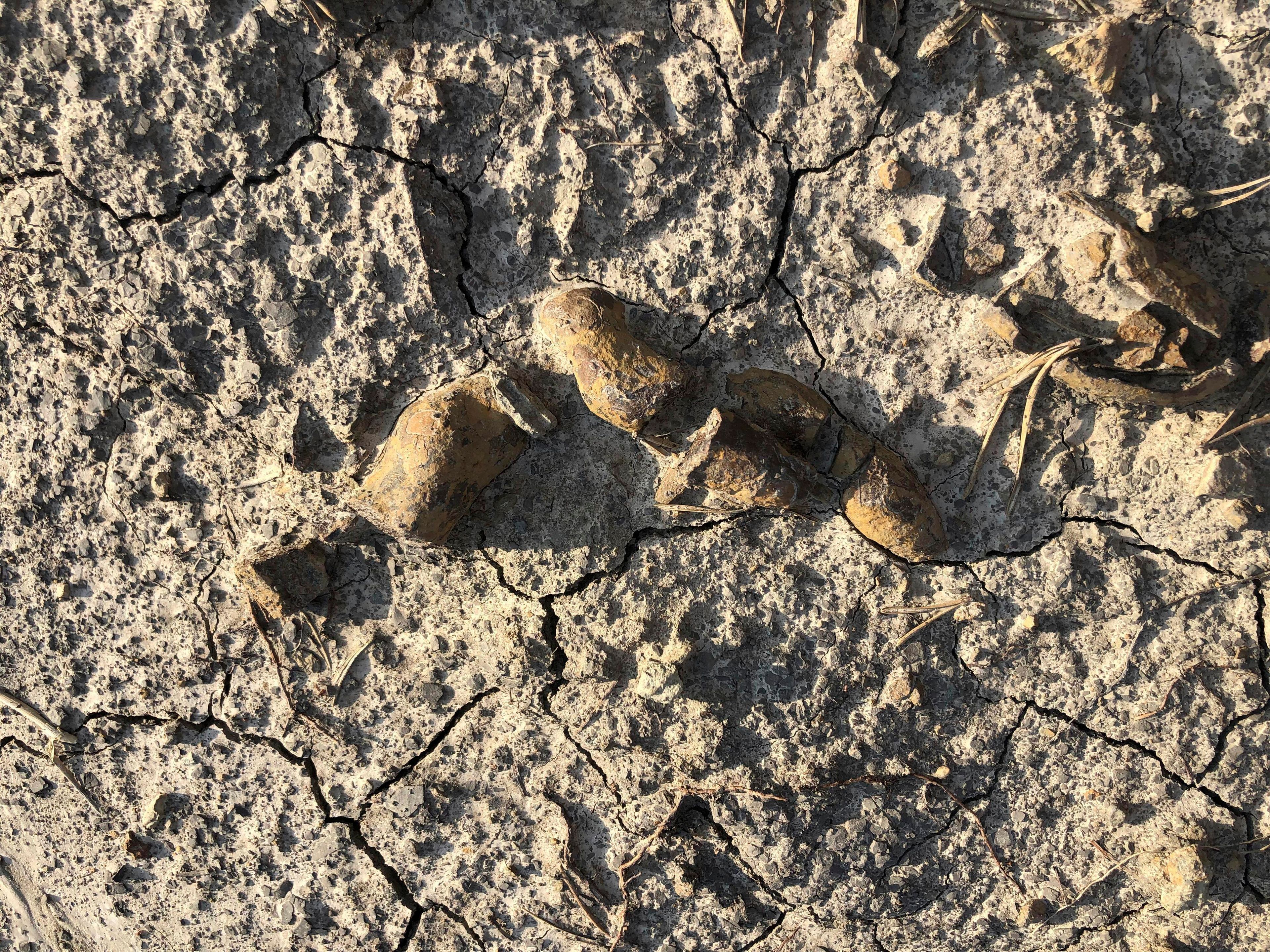 This undated photo provided by Grzegorz Niedzwiedzki shows fossilized plant-eating dinosaur poop found in the Holy Cross Mountains, Poland. (Grzegorz Niedzwiedzki via AP)