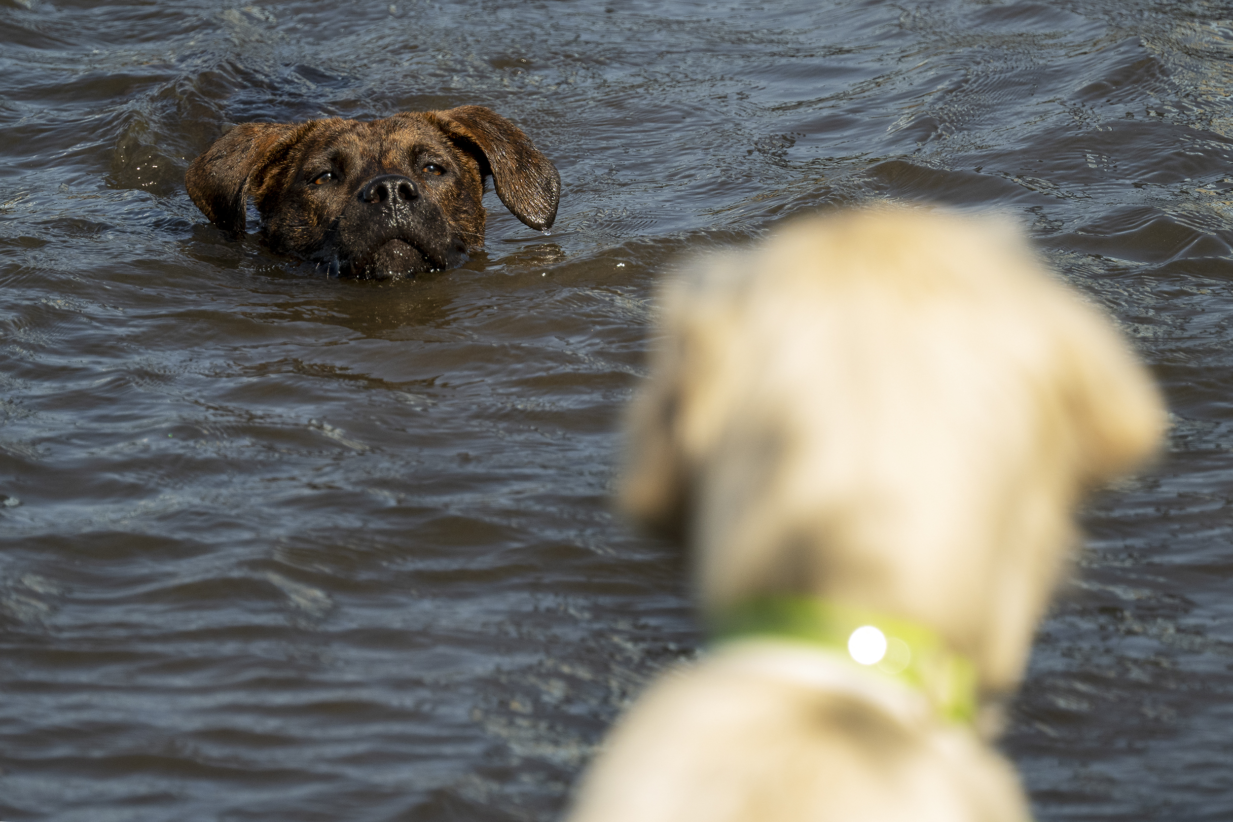 Doggy paddle