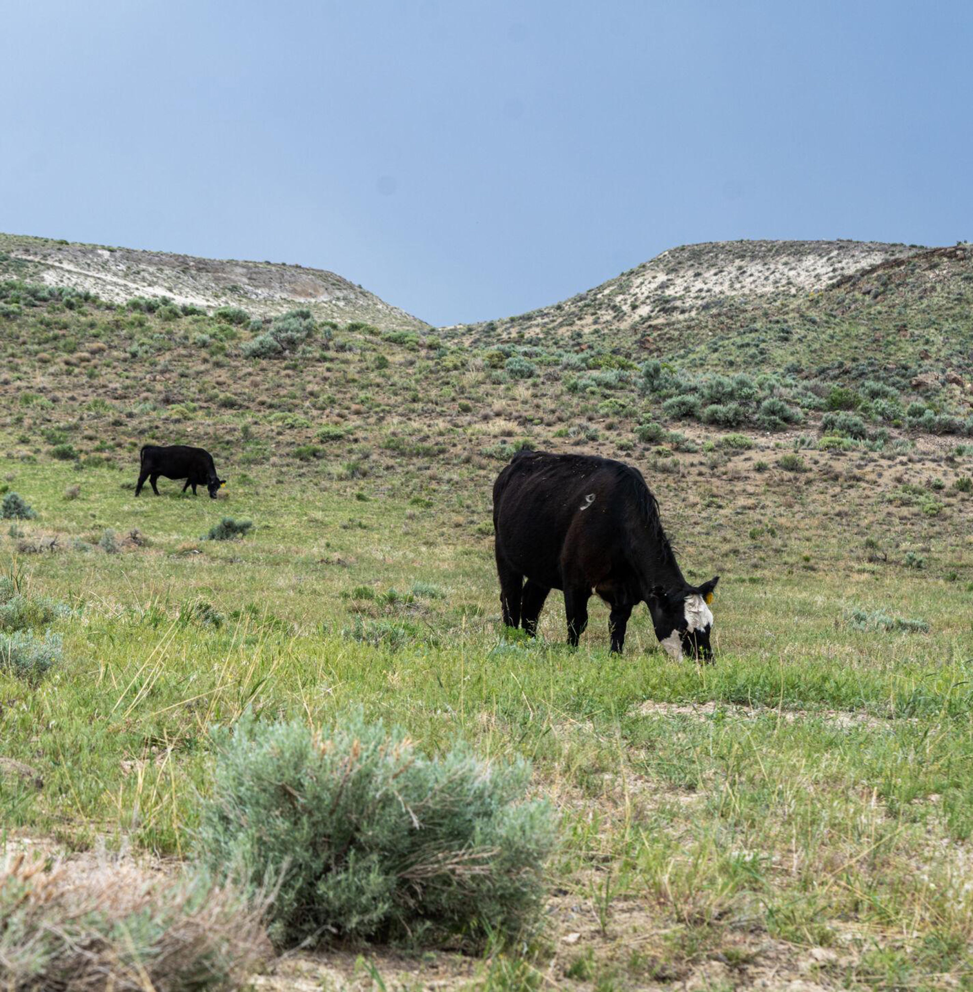 Cattle graze on targeted land affected by the 2015 Soda Fire which burned thousands of acres in the Owyhee foothills.