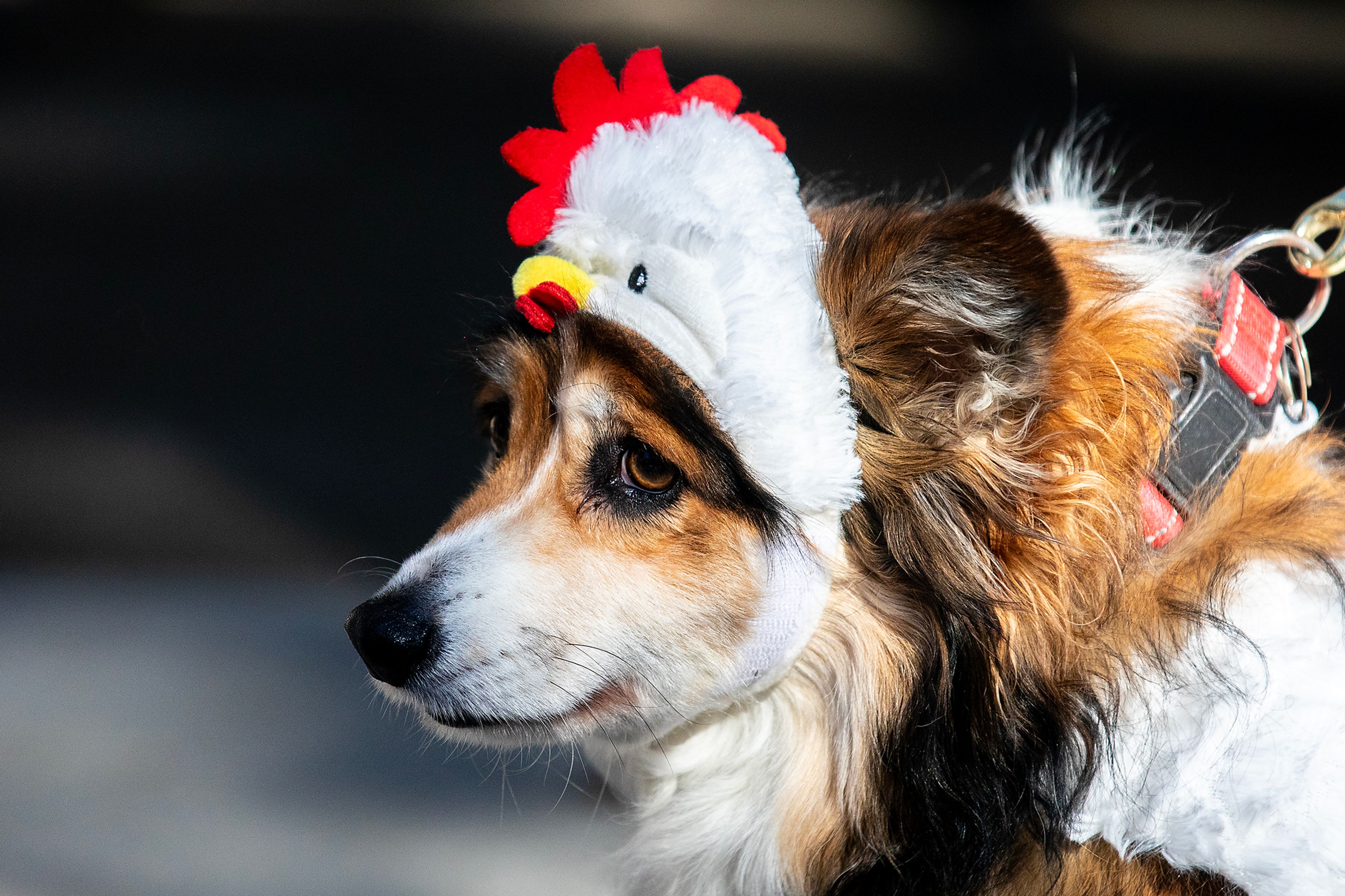 Norman dresses as a chicken Saturday at Pumpkin Palooza in downtown Lewiston.,