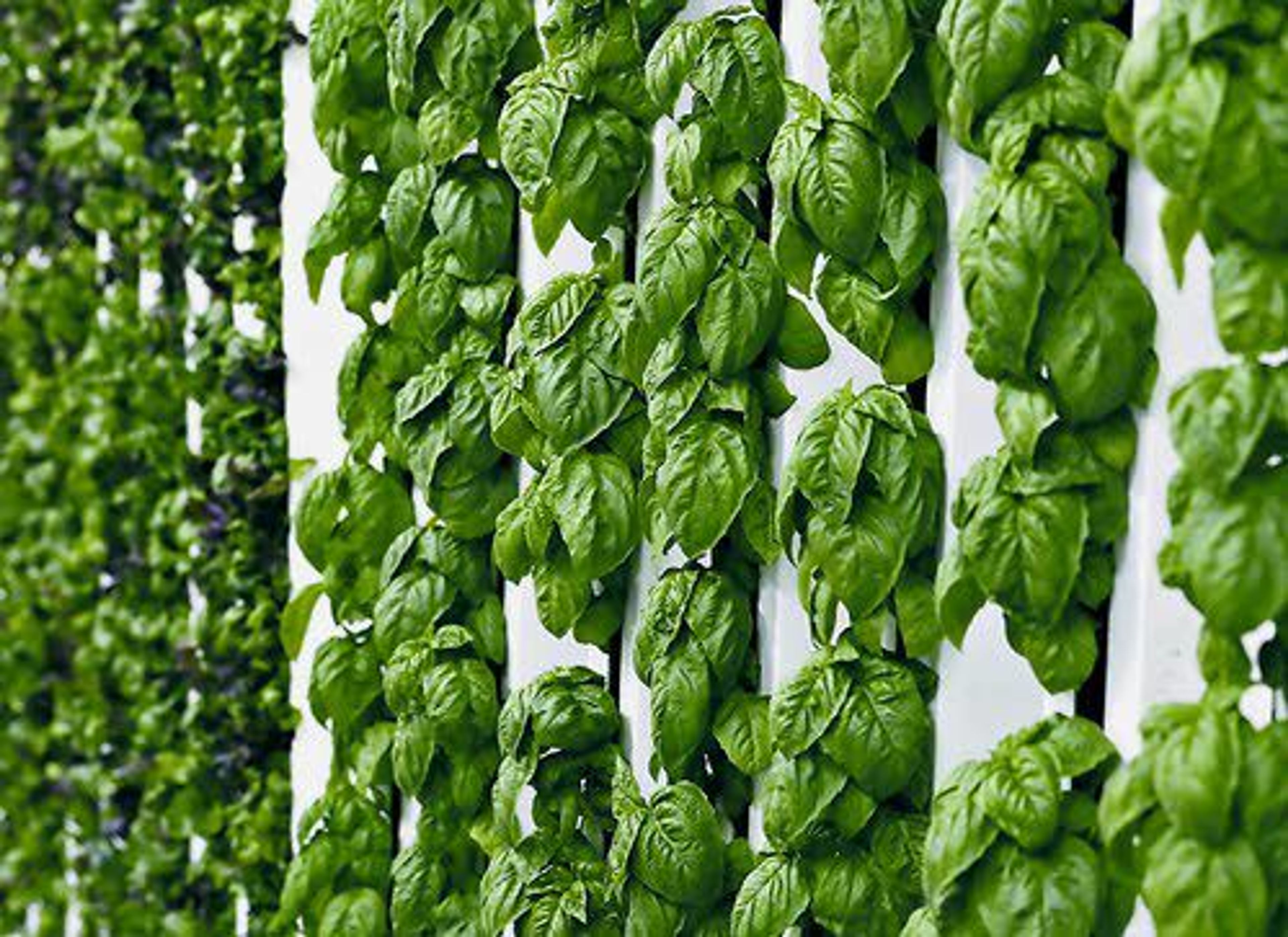 This Jan. 18, 2018 photo shows basil plants growing on towers in the grow room at the Plenty, Inc. office in South San Francisco, Calif. More than 30 high-tech companies from the U.S. to Singapore hoping to turn indoor farming into a major future food source, if only they can clear a stubborn hurdle: high costs.