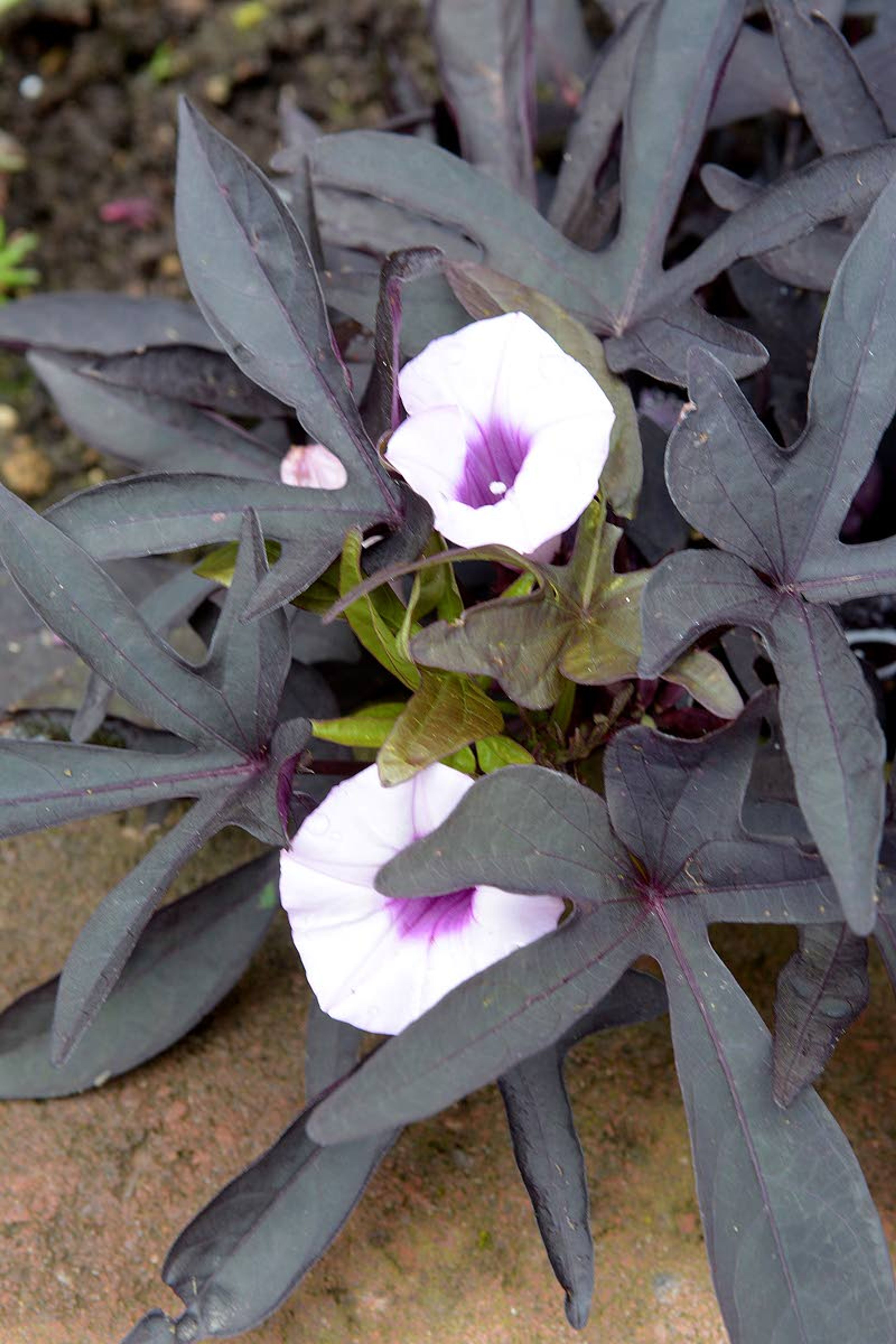 Tribune/Steve HanksLEFT: Raised flower and vegetable beds make tending the plants and weeding easier for Lewiston’s Gale Thompson. ABOVE: A Blackie sweet potato vine sports delicate white and purple blooms.