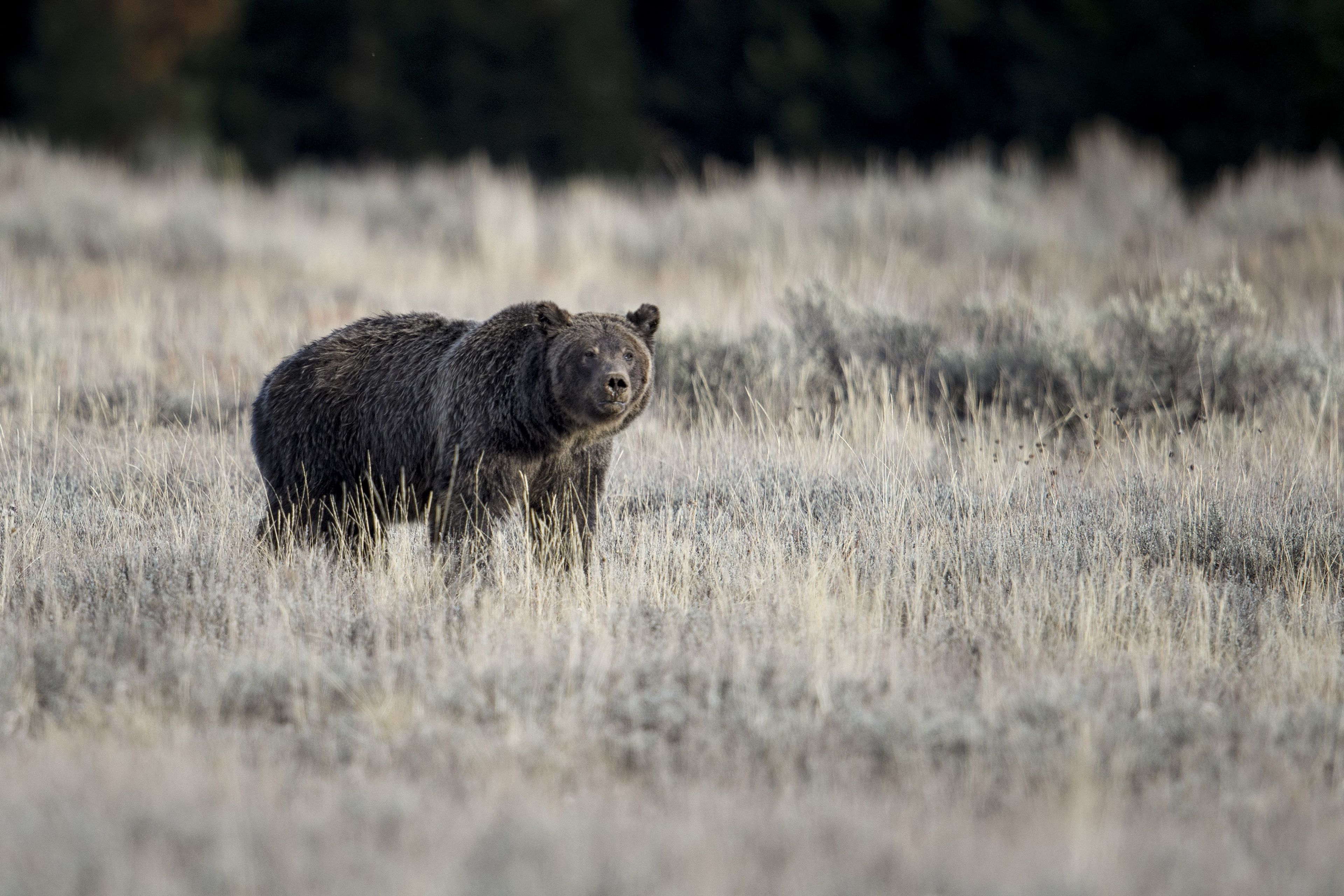 A grizzly bear in Grand Teton National Park, Wyoming during the fall season. 