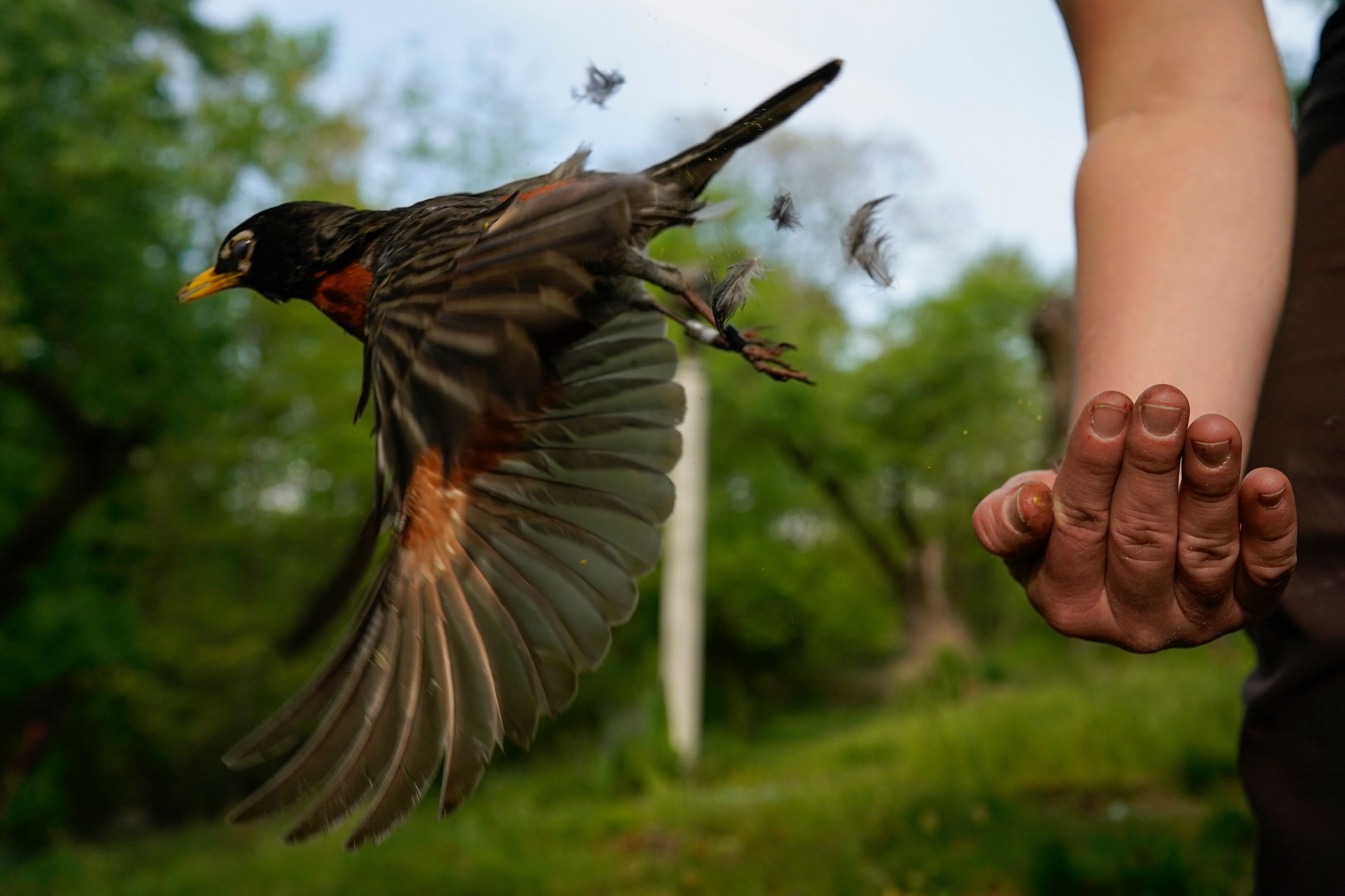 RIGHT: Avian ecologist and Georgetown University Ph.D. student Emily Williams releases an American robin — too light to be fitted with an Argos satellite tag — after gathering samples and data and applying bands on April 28, 2021, in Cheverly, Md.