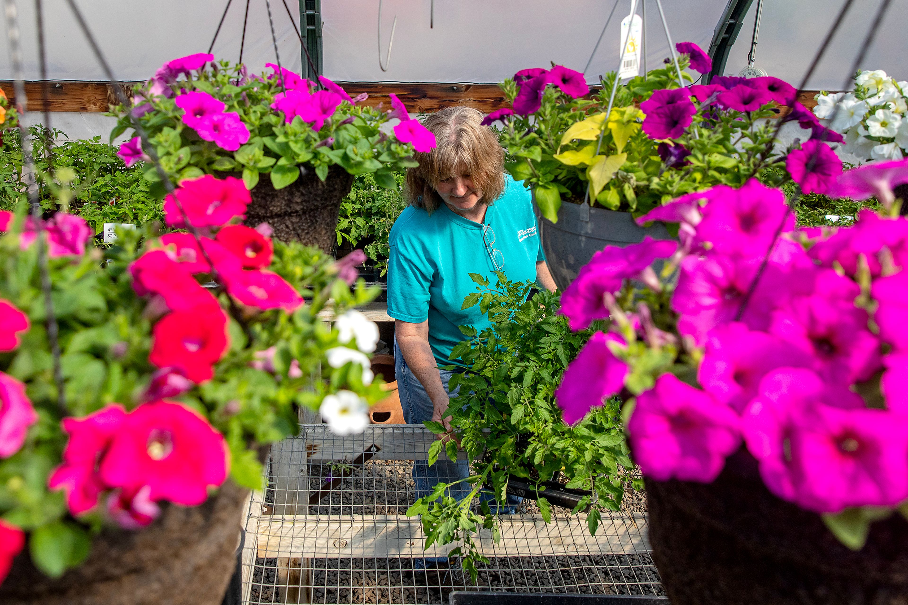 Employee Peggy Wilson, of Pomeroy, tends to the tomato plants Saturday at Patt’s Garden Center in Clarkston.