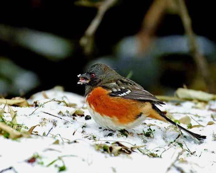 Is winter feeding for the birds?