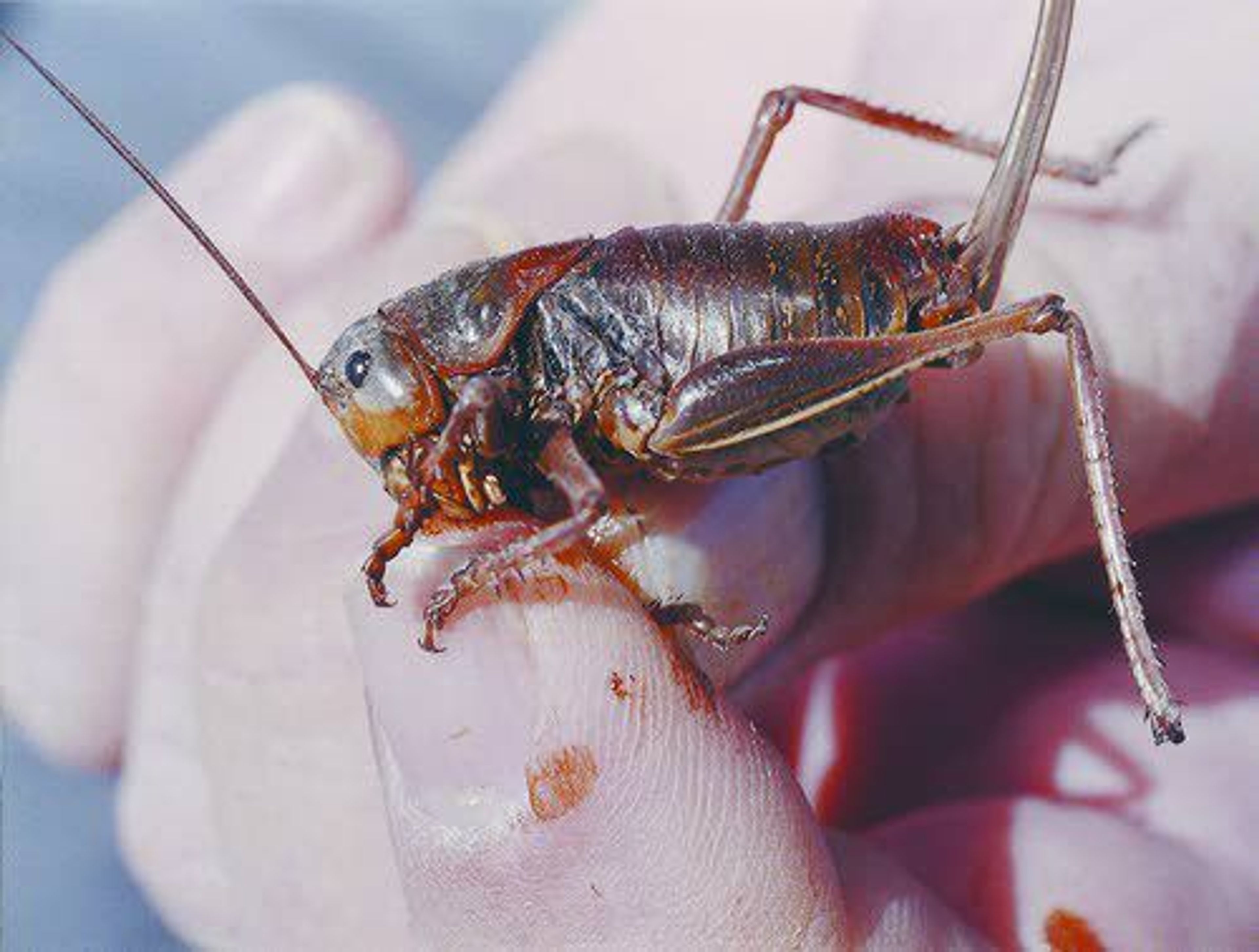 Jeff Knight, an entomologist with the Nevada Department of Agriculture, holds a female Mormon cricket in 2003 north of Reno, Nev.