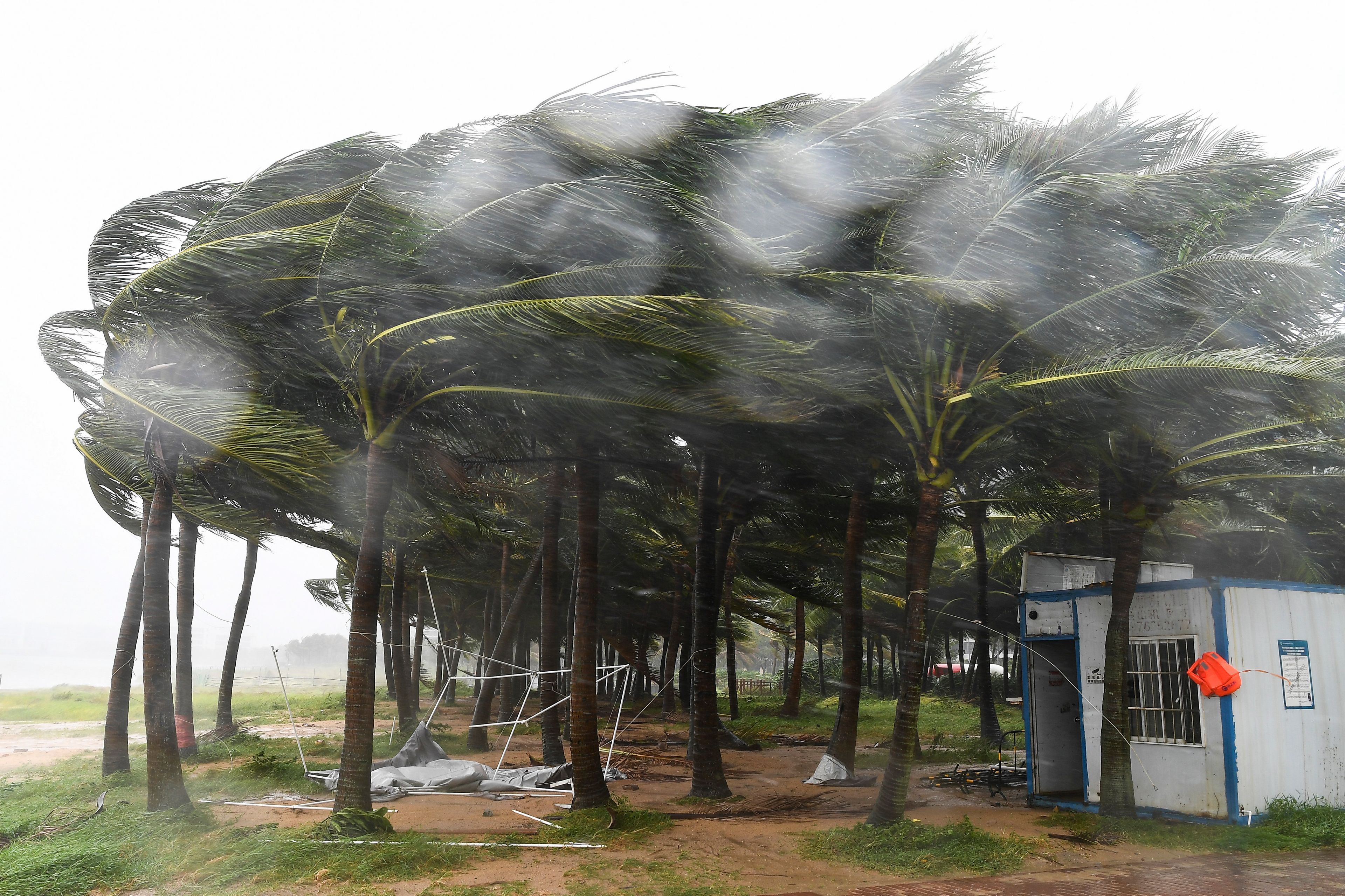 In this photo released by Xinhua News Agency, coconut trees hit by typhoon Yagi along a road in Haikou, south China's Hainan Province, Friday, Sept. 6, 2024.