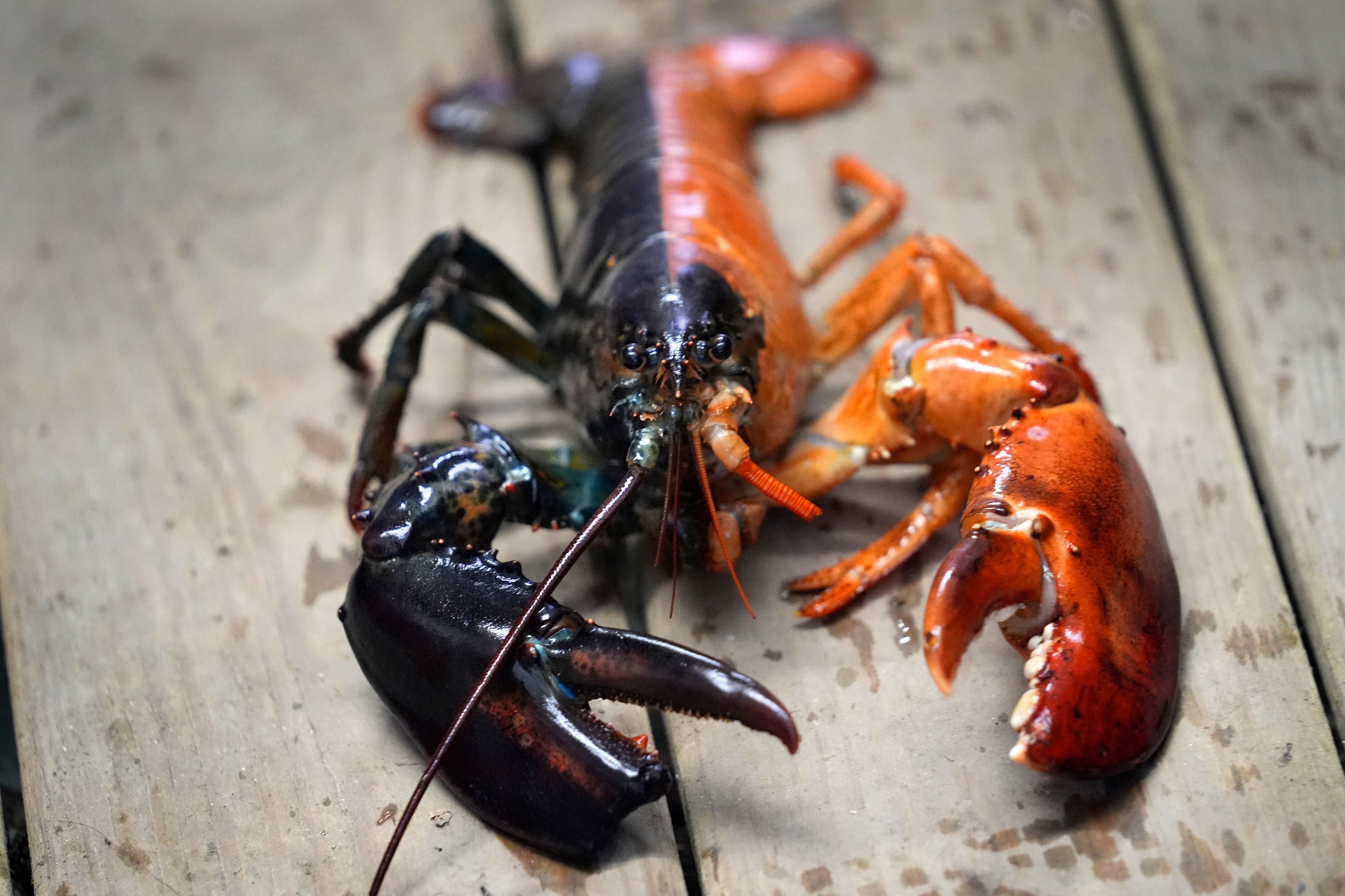 A two-toned lobster is seen in a marine sciences lab at the University of New England, Thursday, Sept. 5, 2024, in Biddeford, Maine. The rare color scheme is the result of two eggs fusing together to create a one-in-50 million lobster.