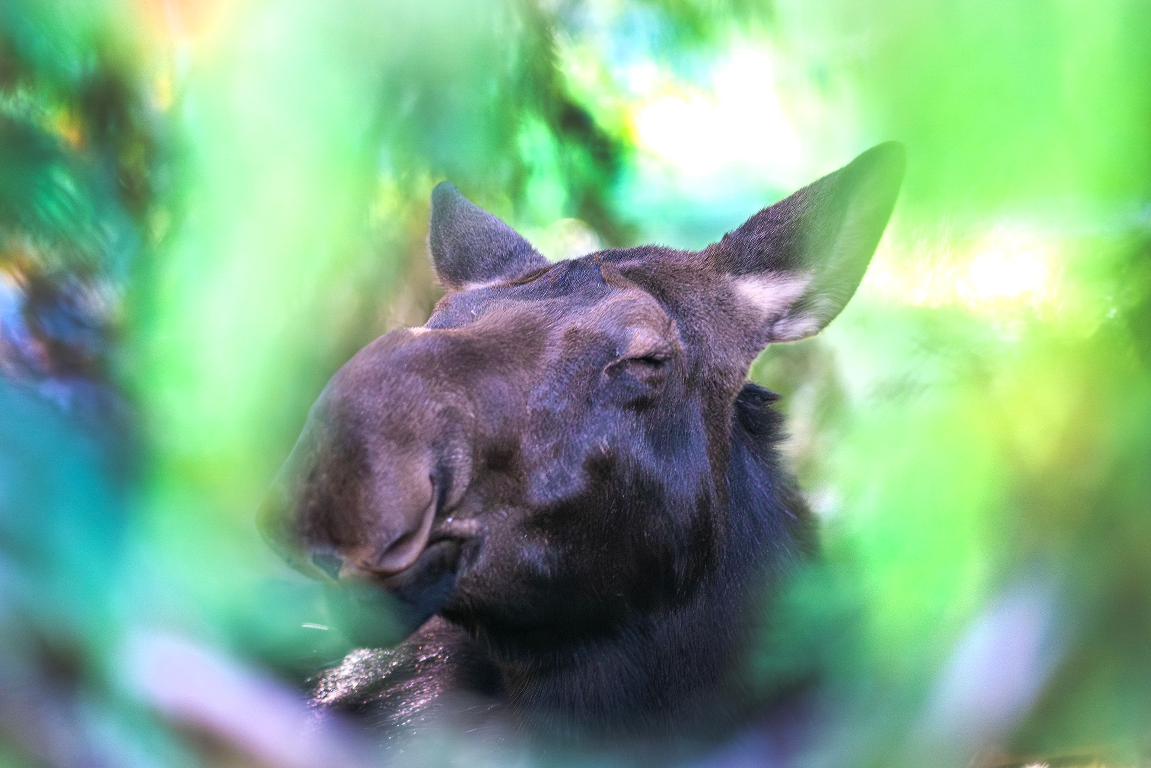 A moose lifts its head up as people walk the trails nearby at the Arboretum & Botanical Garden Tuesday in Moscow.,