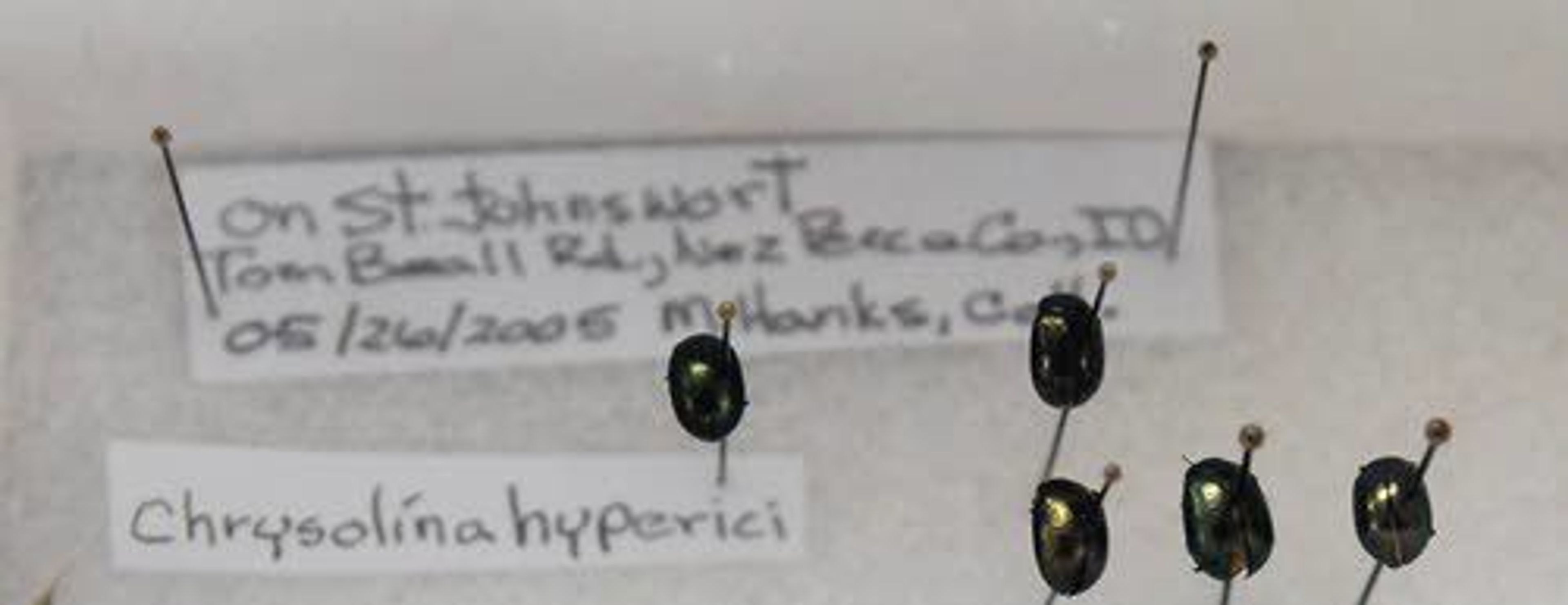 These beetles are used to control St. John’s wort, an invasive plant that can displace native plants.